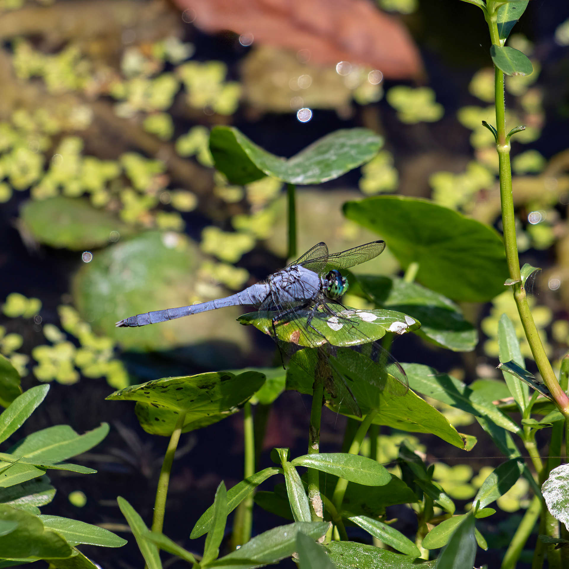 Great Blue Skimmer 2, Airlie Gardens