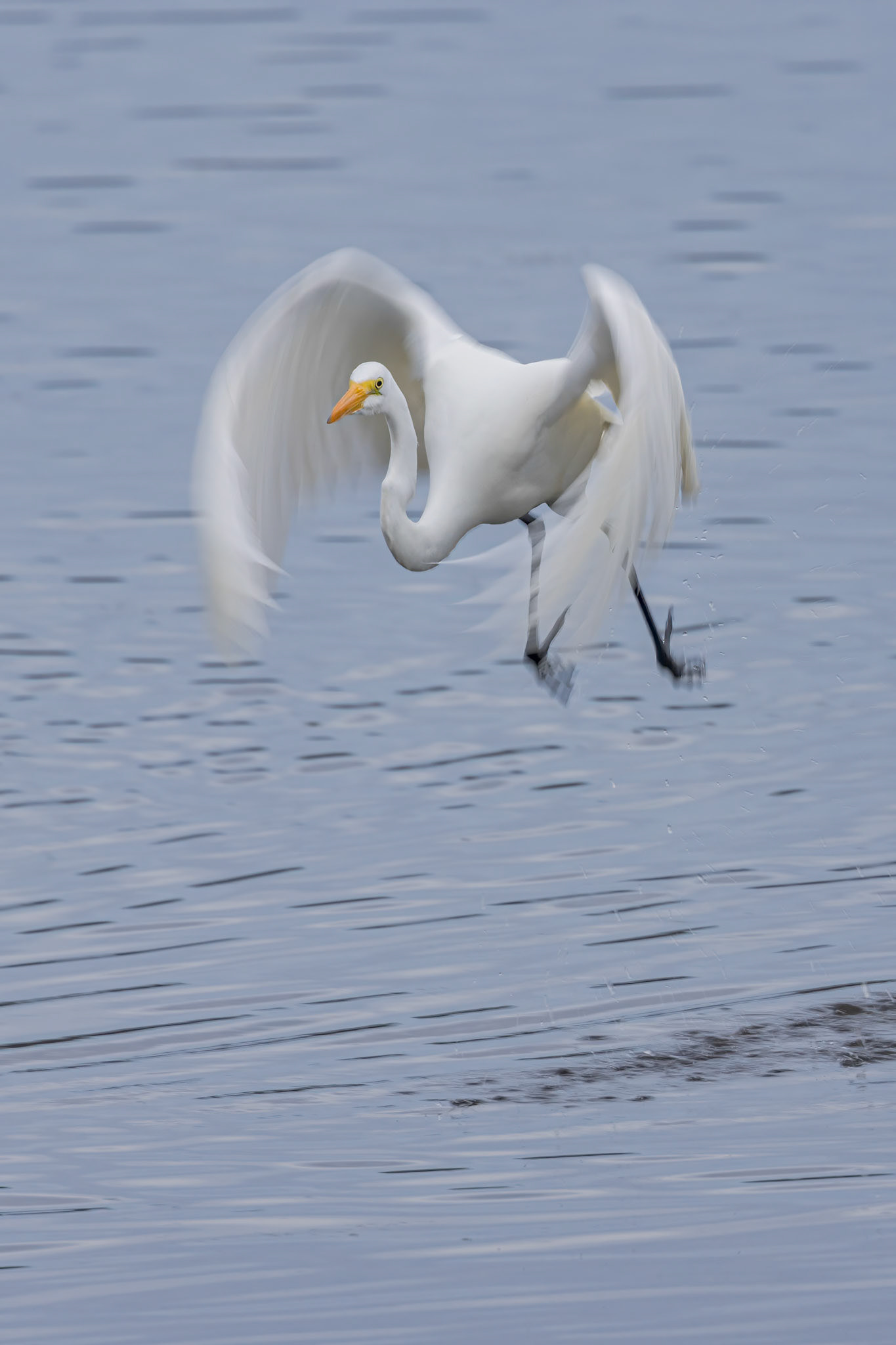 Great Egret 50, Huntington Beach State Park, SC