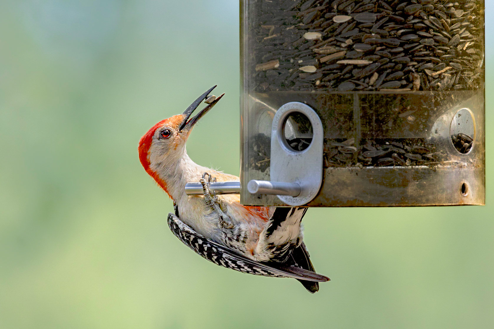 Red bellied woodpecker 4, Huntington Beach State Park, SC