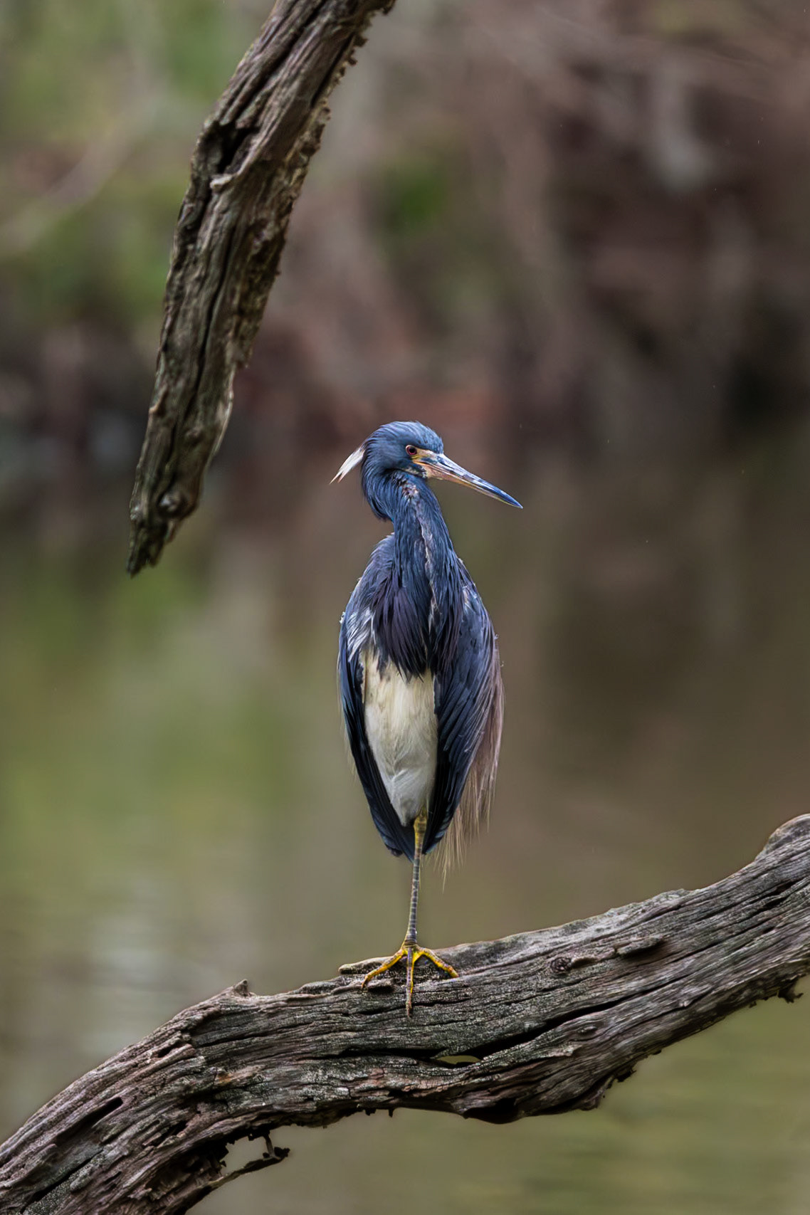 Tricolor heron 36, Magnolia Cemetery
