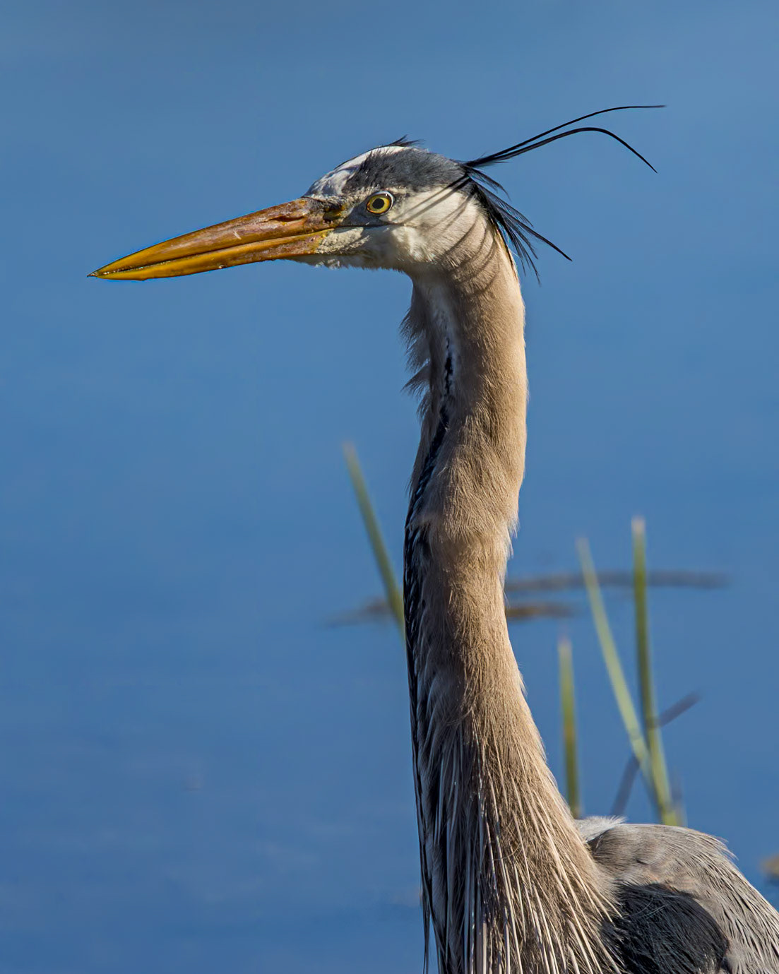 Great blue heron 91, Huntington Beach State Park