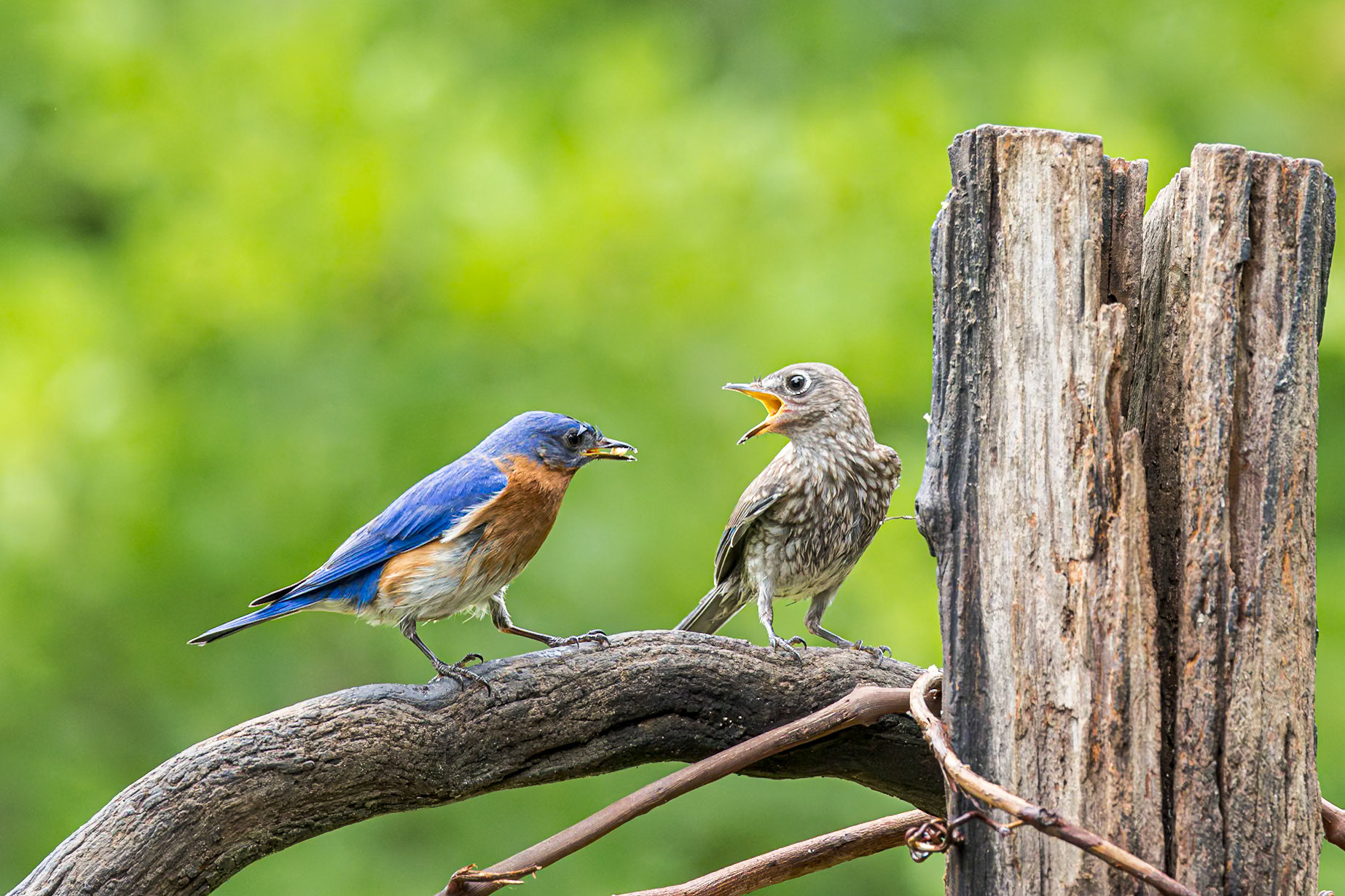 Eastern bluebird - 69, The Nut House, Clemson, SC