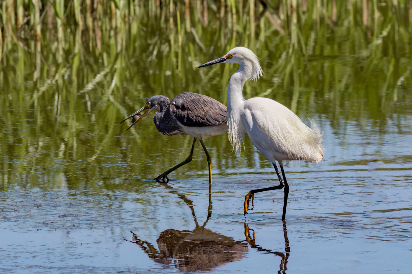 Snowy egret and tricolor heron, Donelly WMA, SCAIR 7