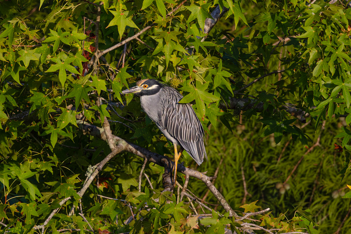 Yellow crowned night heron 2, Sea Trail, Sunset Beach