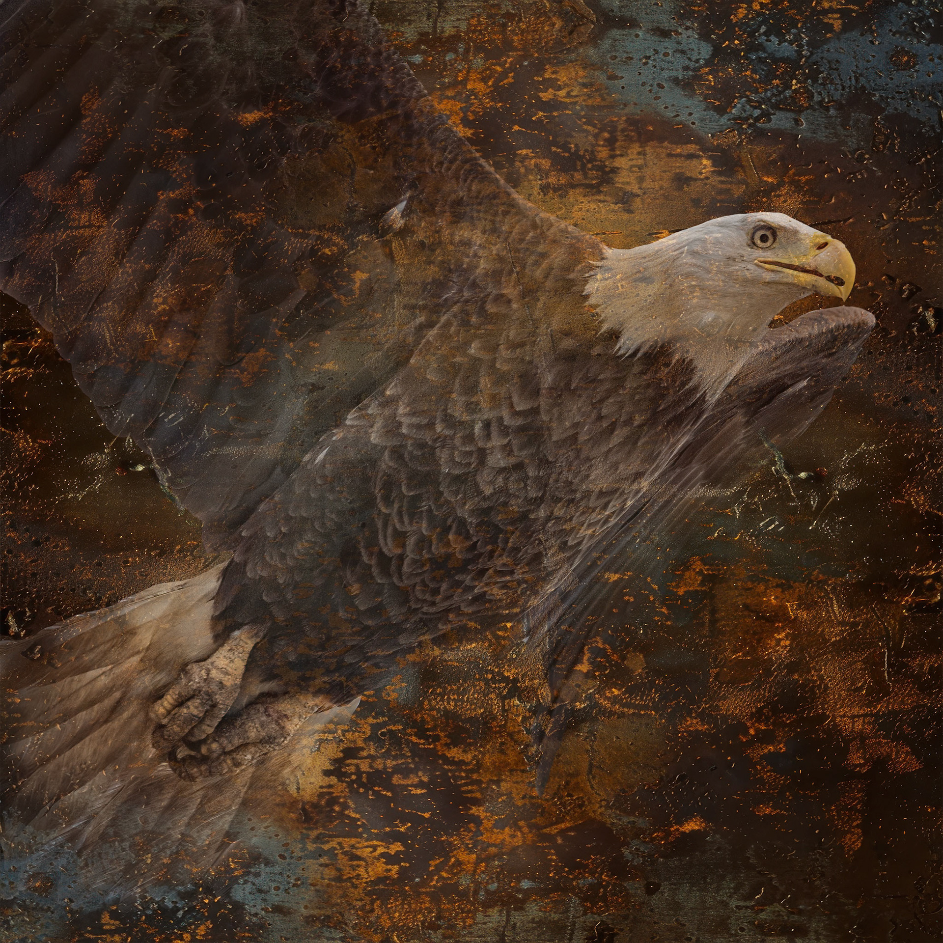 Bald Eagle 24, Carl Bazemore Platform, Sunset Beach