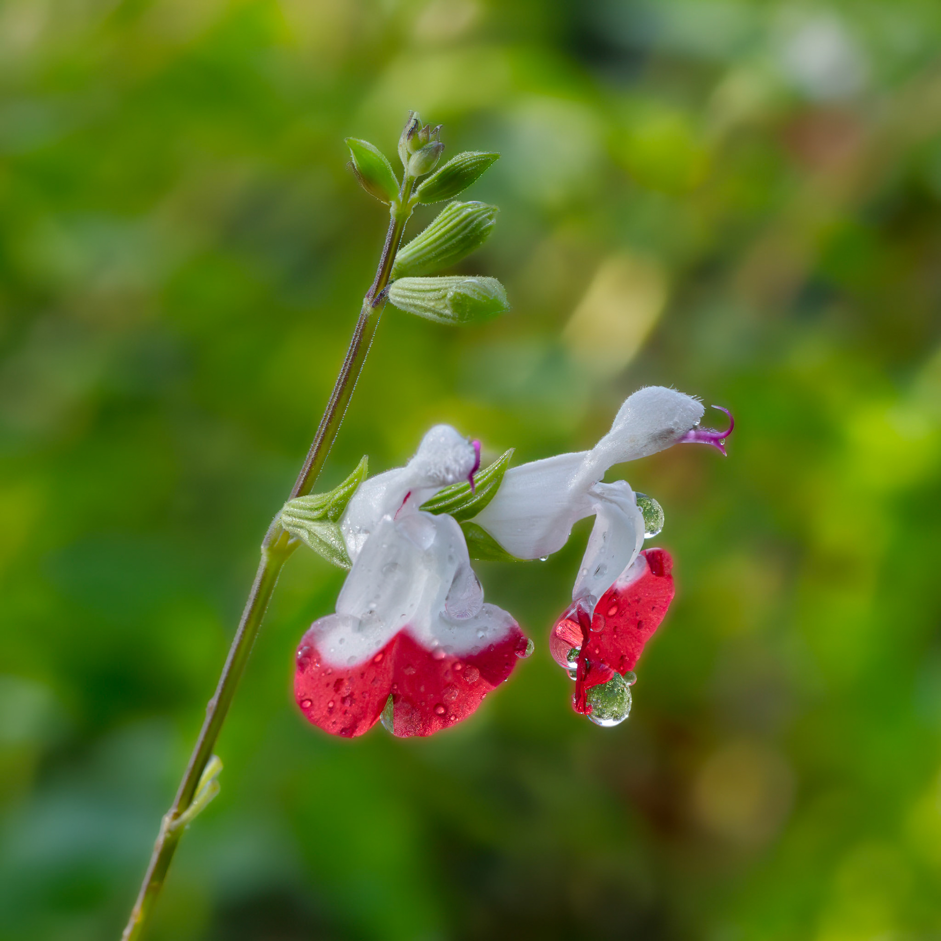 Hot lips salvia 8, Brunswick County Botanical Gardens