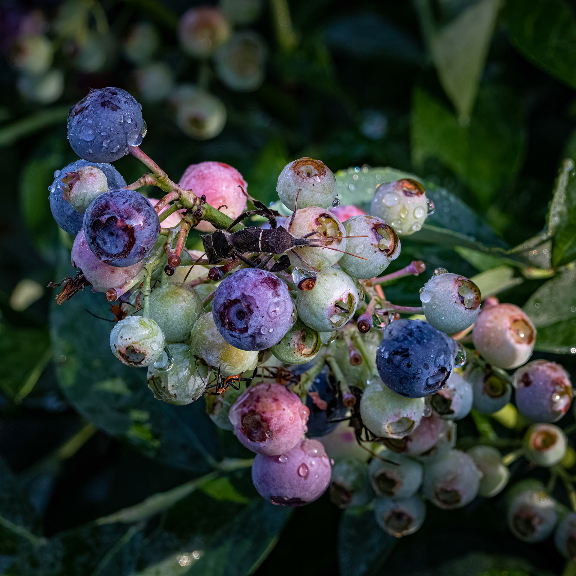 Blueberry 1, Brunswick County Botanical garden