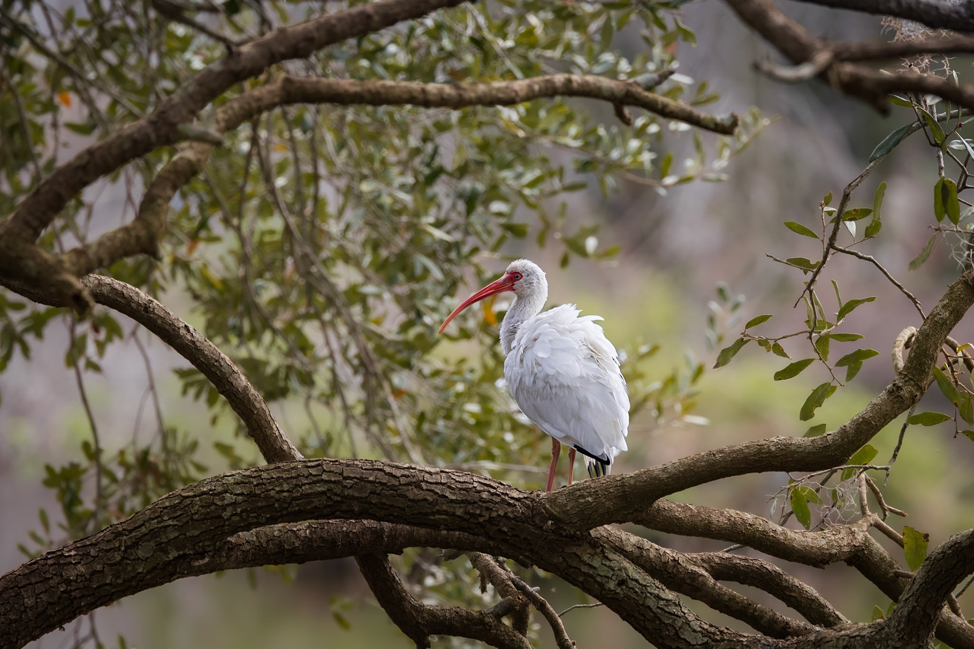 White ibis 5, Cypress Wetlands, Port Royal, SC