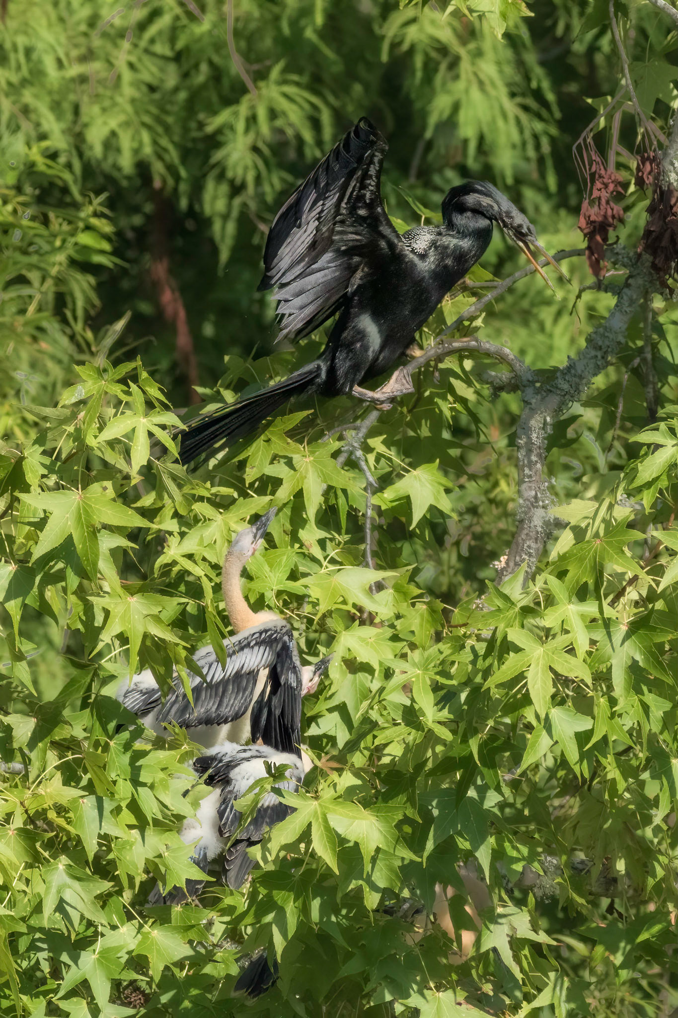 Anhinga nest 19, Sea Trail, Week of July 25, Nest 1