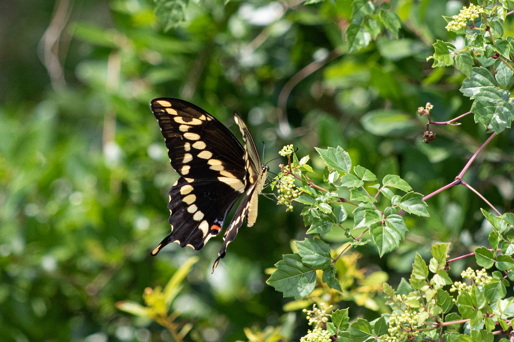 Giant Swallowtail 4, OIB