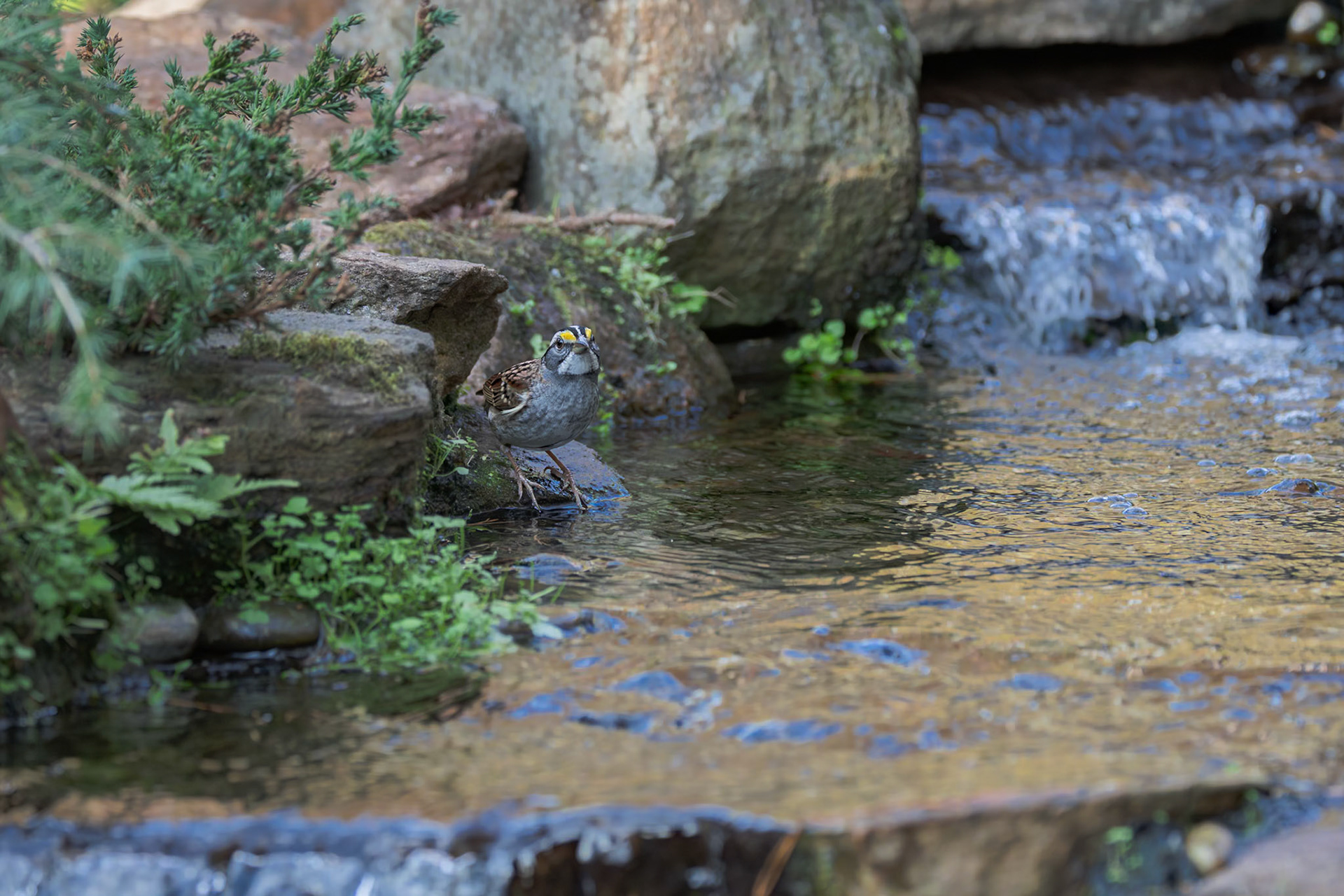 White Throated Sparrow 2, The Nut House, Clemson, SC
