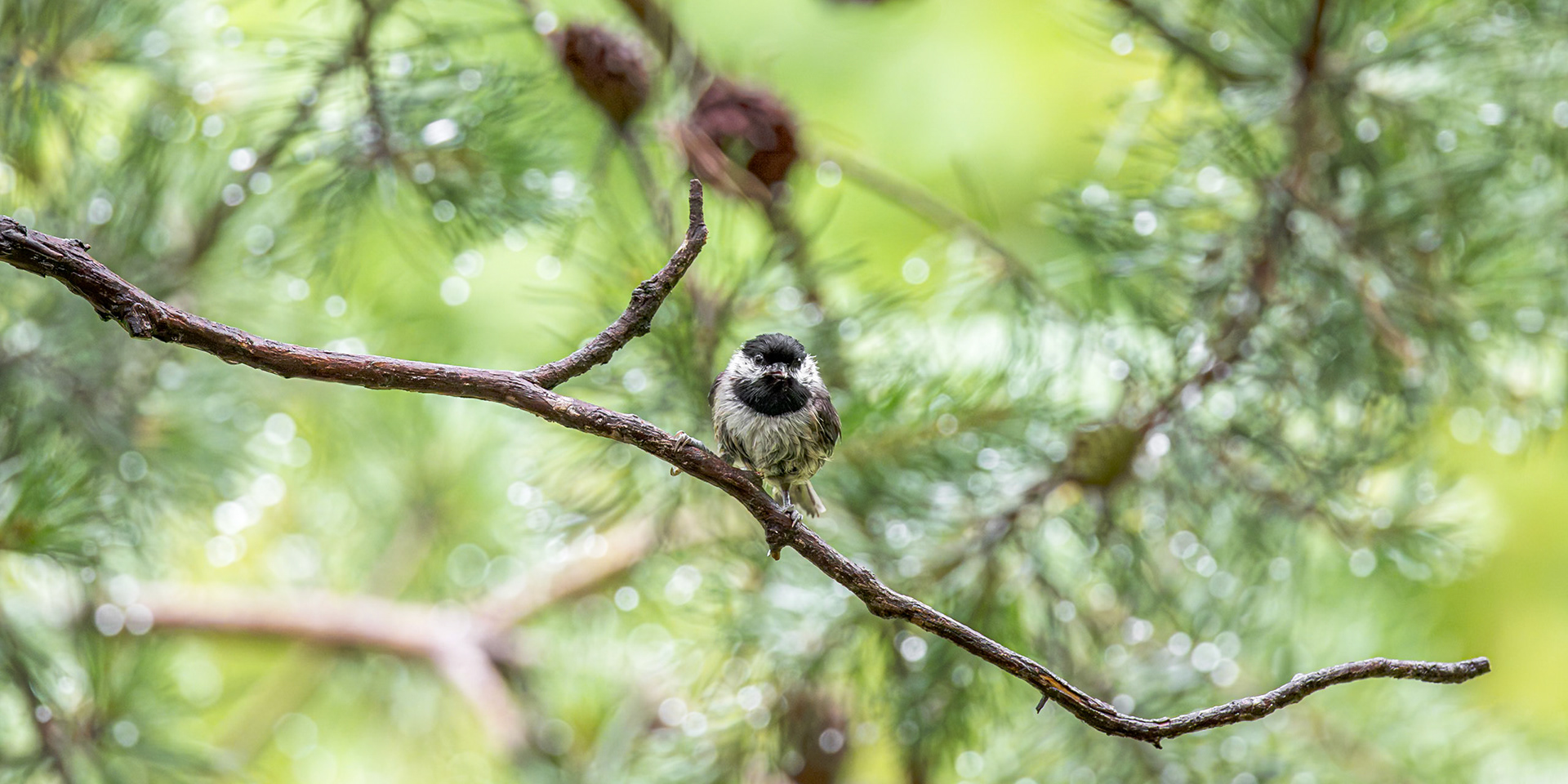 Carolina chickadee 3, The Nut House, Clemson, SC