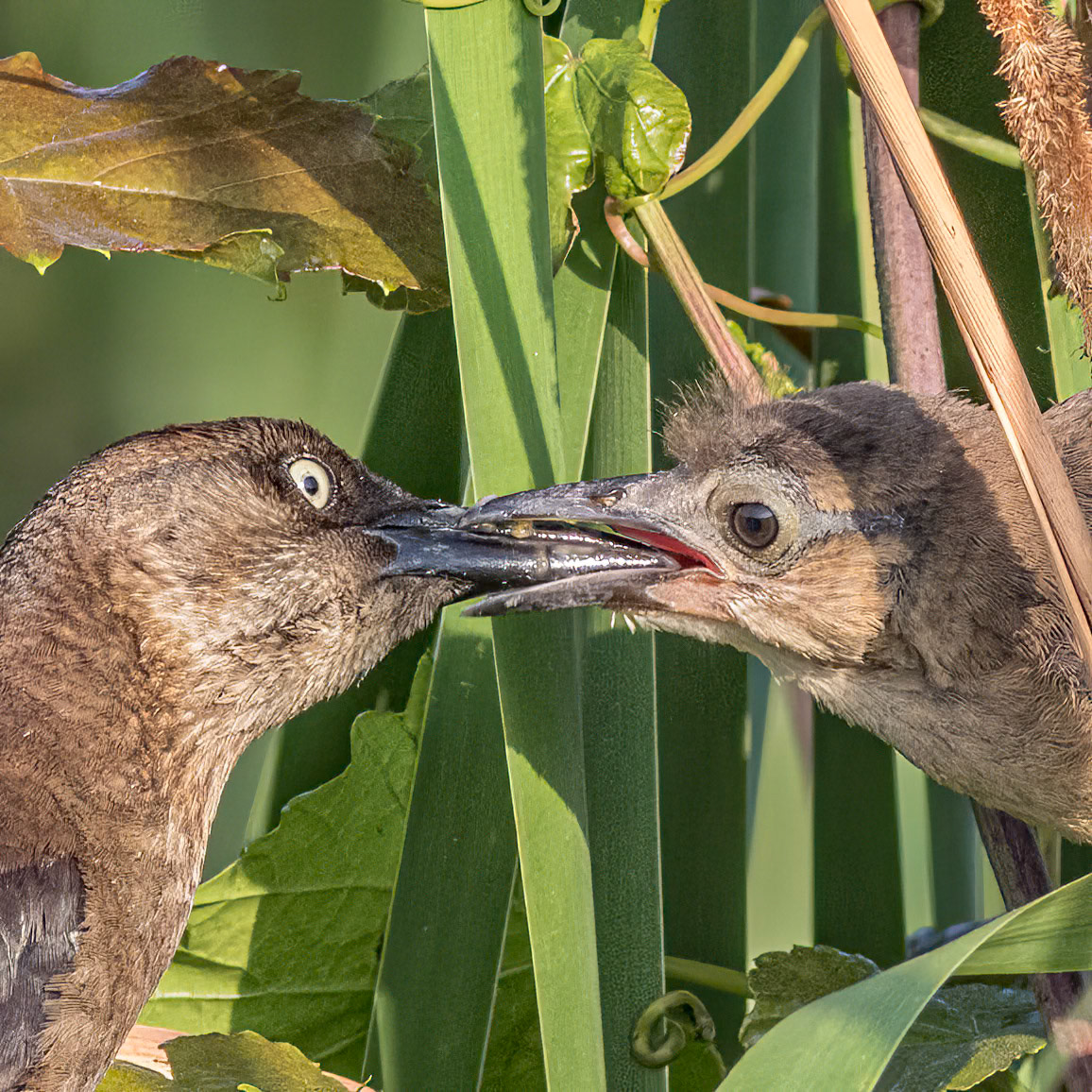 Boat tailed grackles 1, Carl Bazemore bird walk