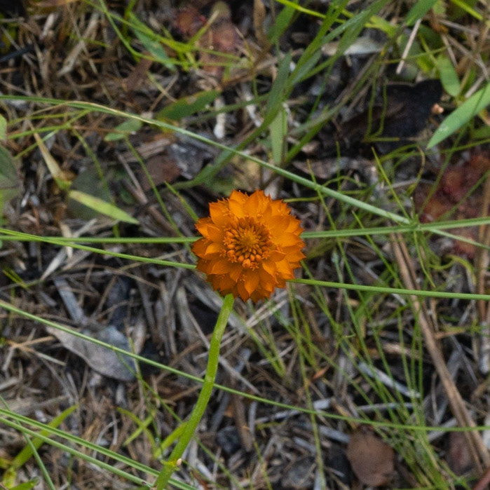 Orange milkwort 4, Green Swamp Preserve