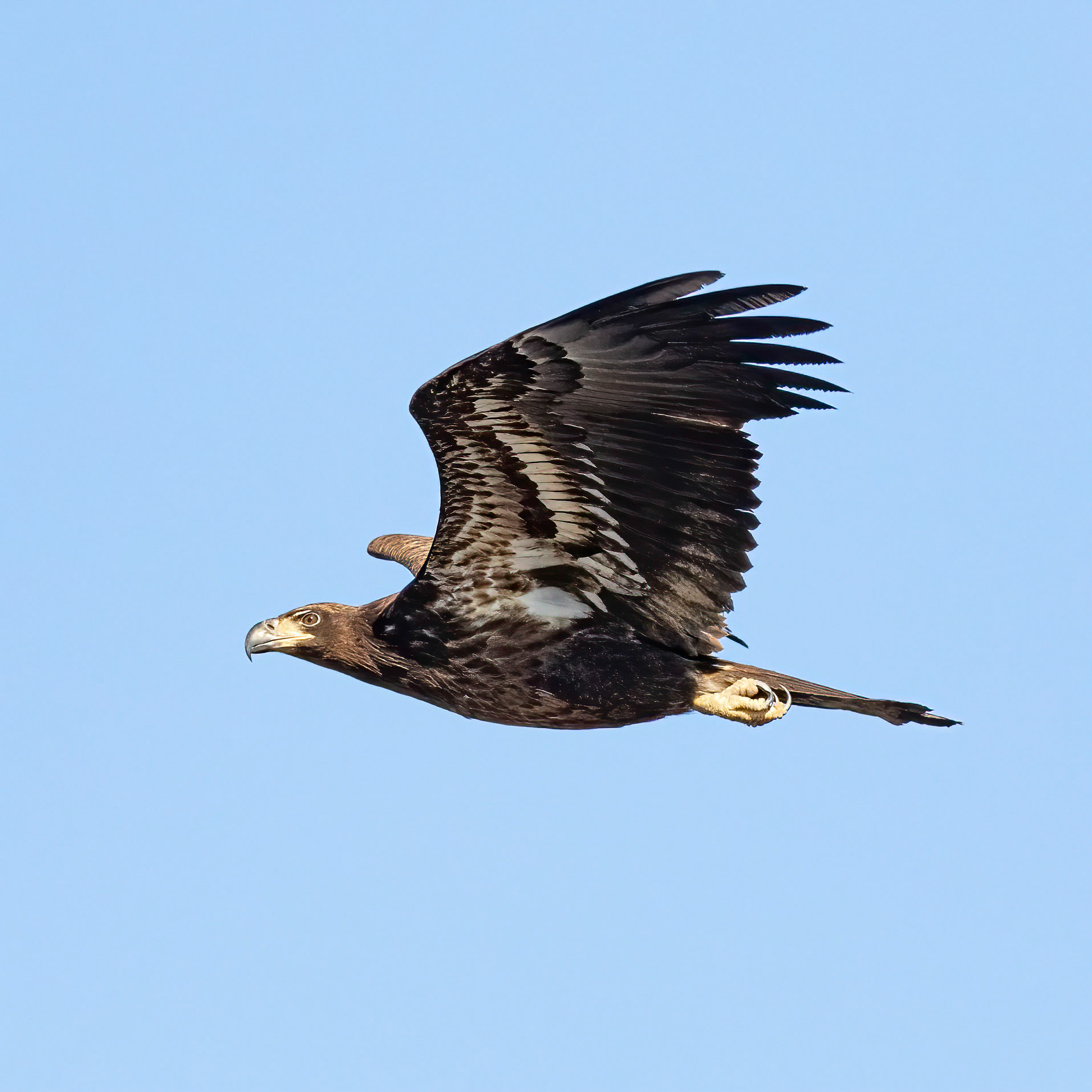 Bald eagle 12, Juvenile, Huntington Beach SC