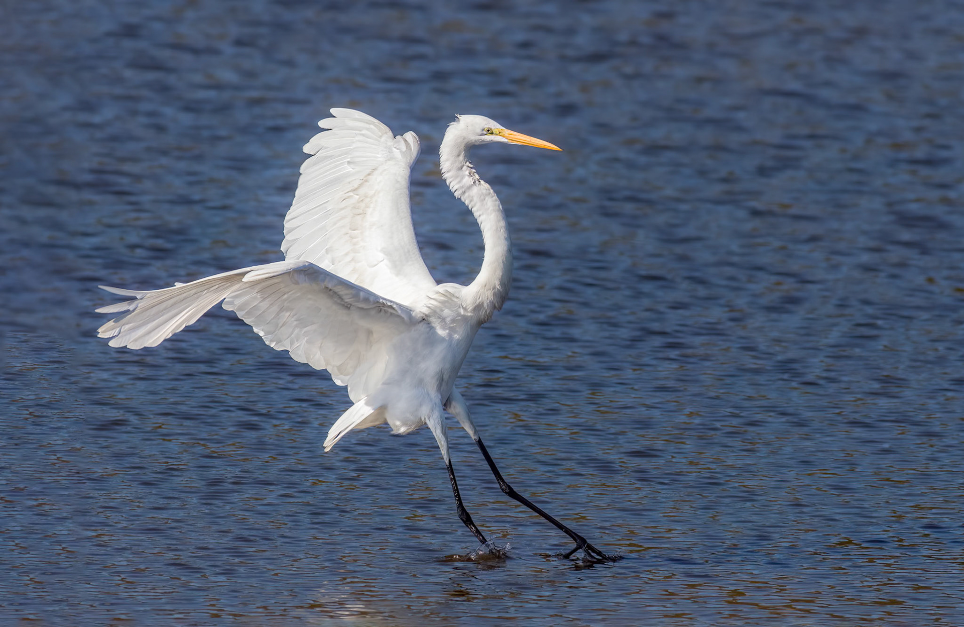 Great Egret 37, Huntinton Beach SC