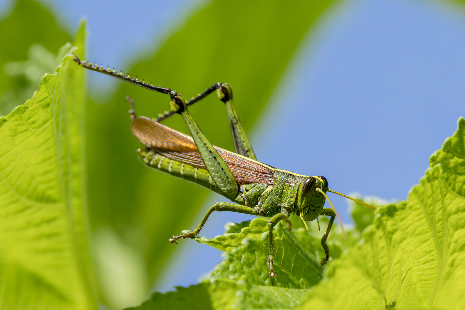 Grasshopper on okra 1, Brusnwick County Botanical Gardens