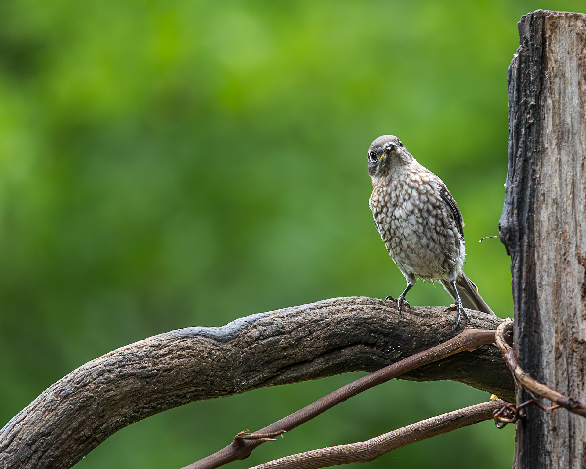 Eastern bluebird fledgling 73, The Nut House, Clemson, SC