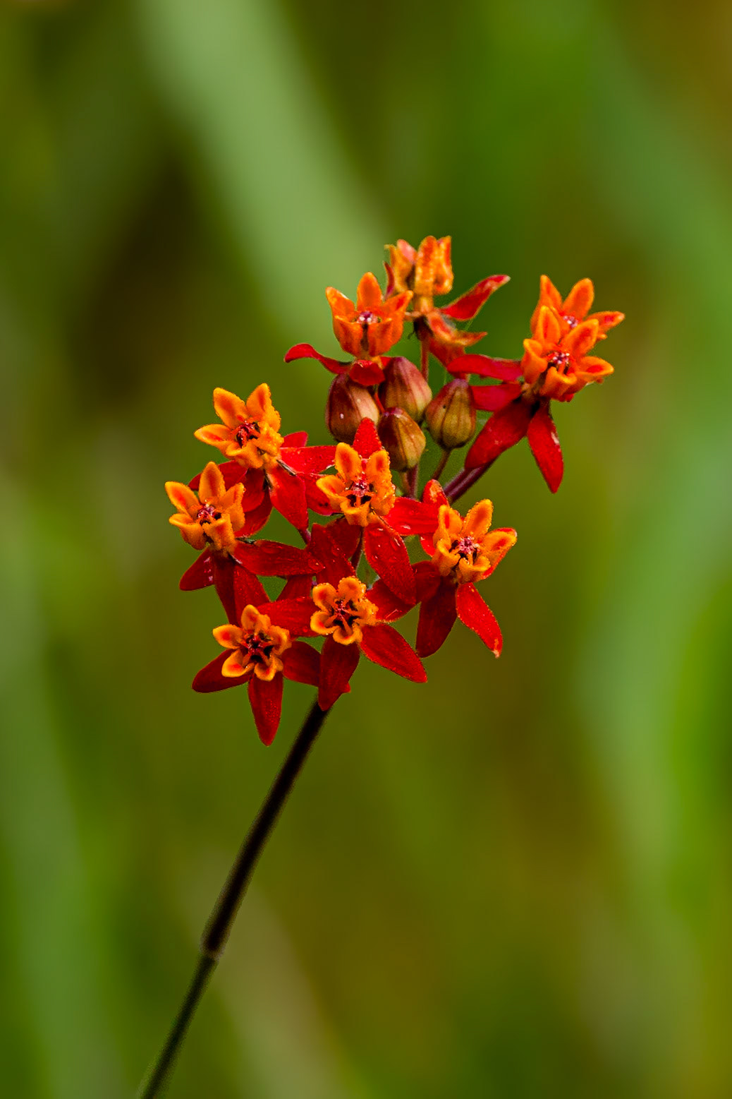 Few flowered milkweed 2, Greater Green Swamp area