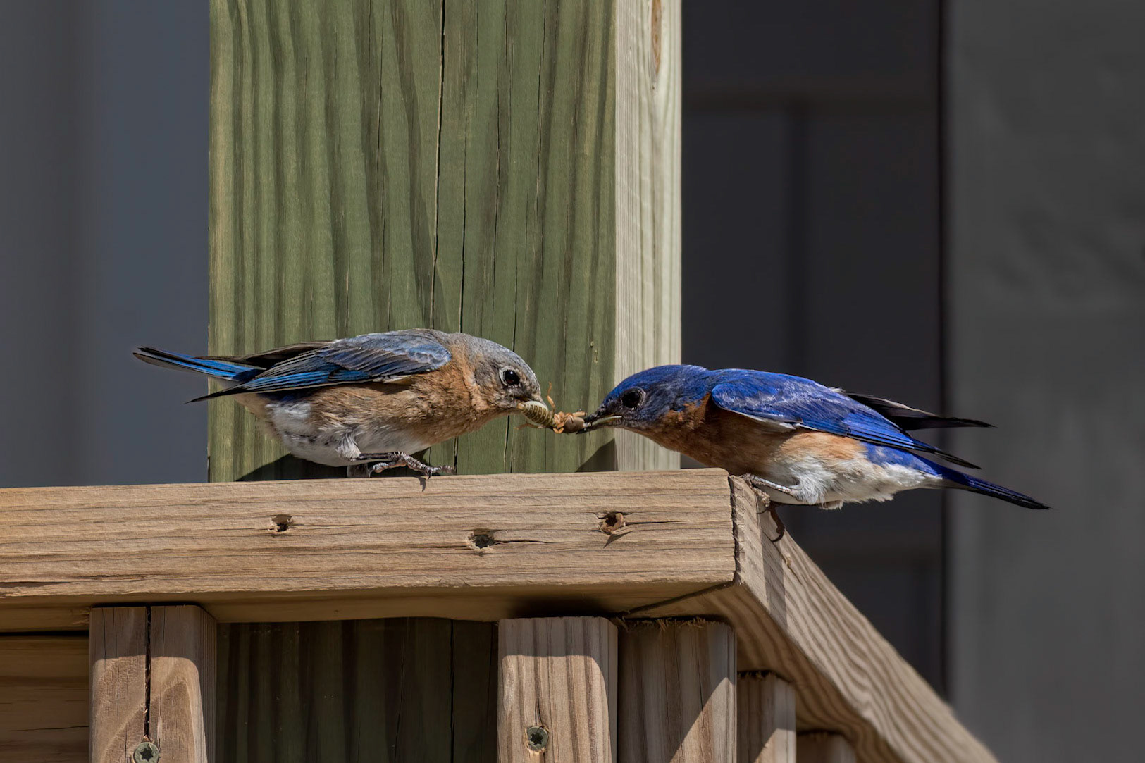 Eastern bluebirds 46, OIB