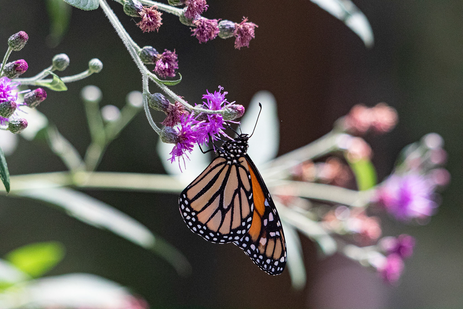 Monarch 4, Airlie Gardens