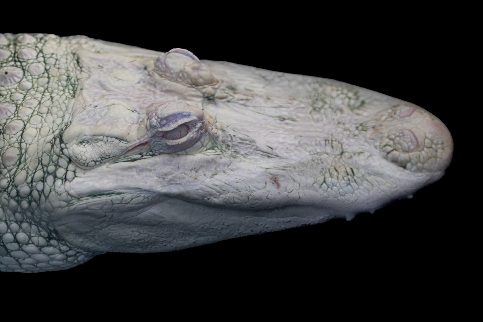 Albino alligator, NC Aquarium, Fort Fisher, NC