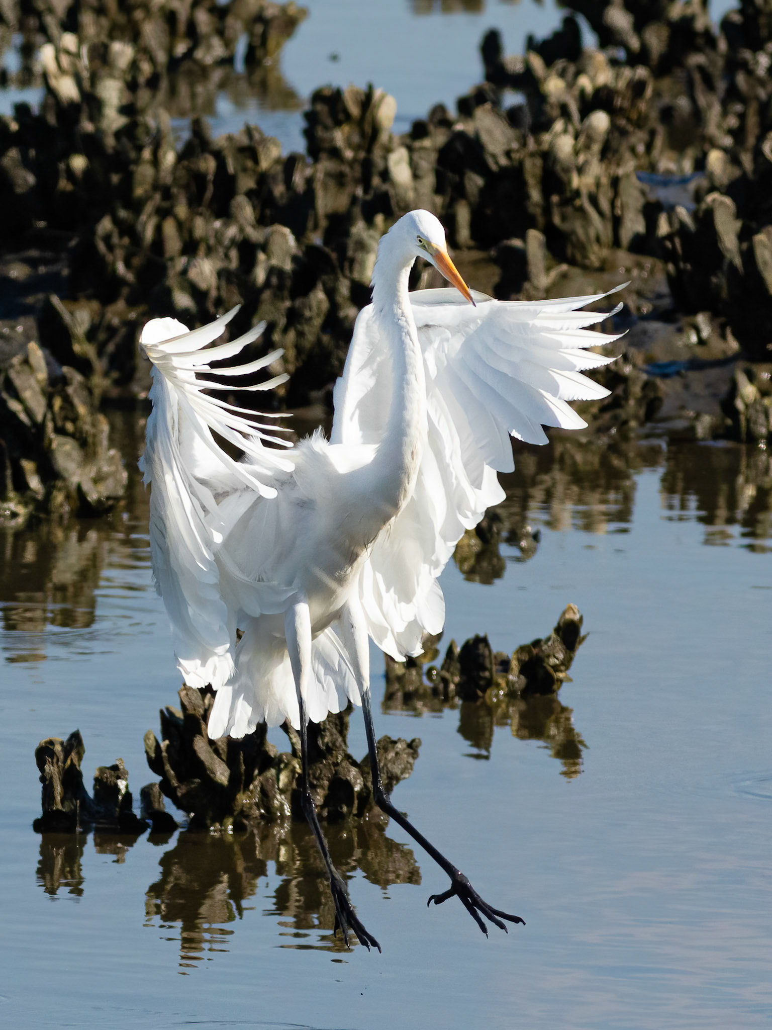 Great Egret 23, OIB, Gazebo behind chapel