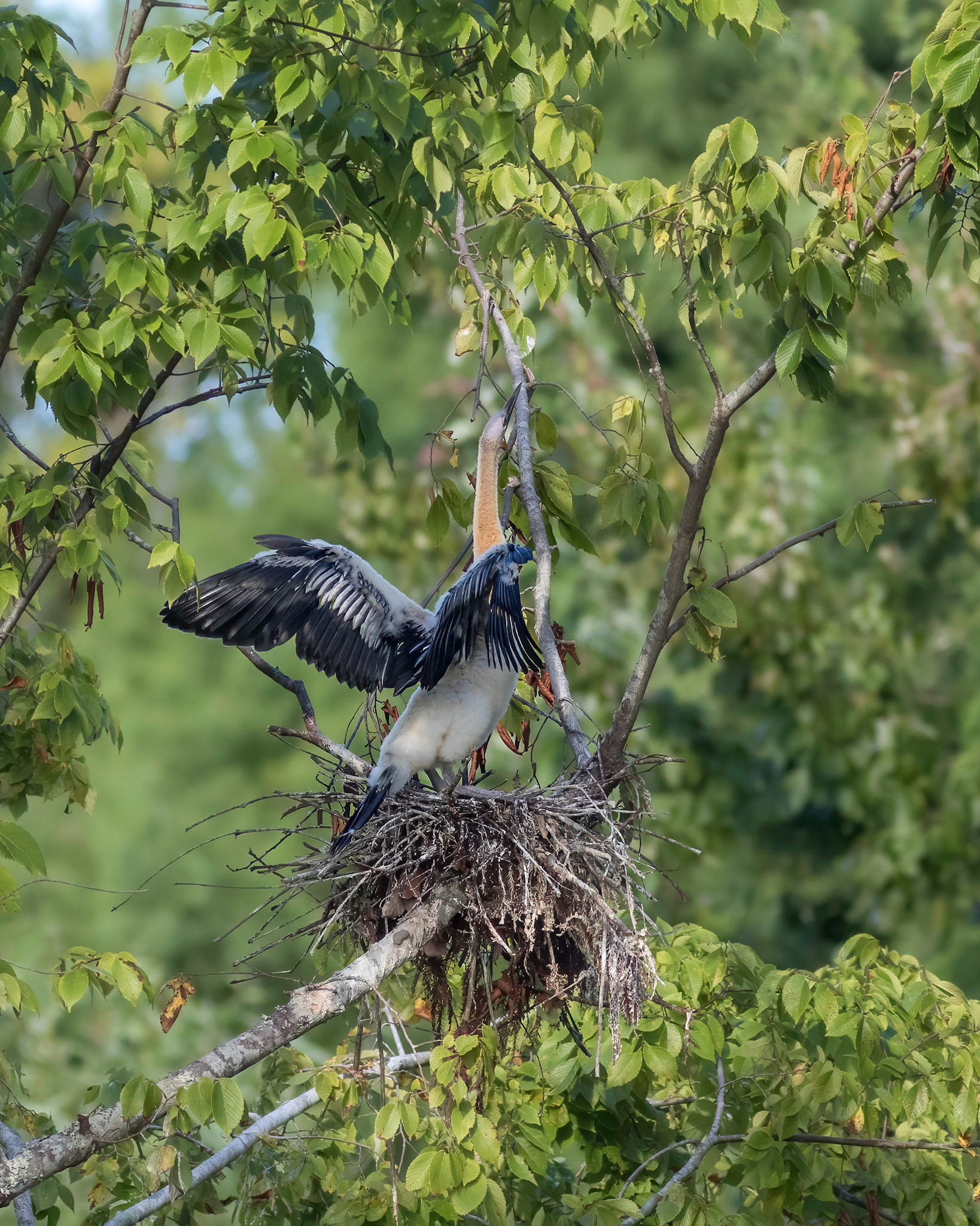 Anhinga nest 53, Sea Trail, Week of August 15, Nest 2