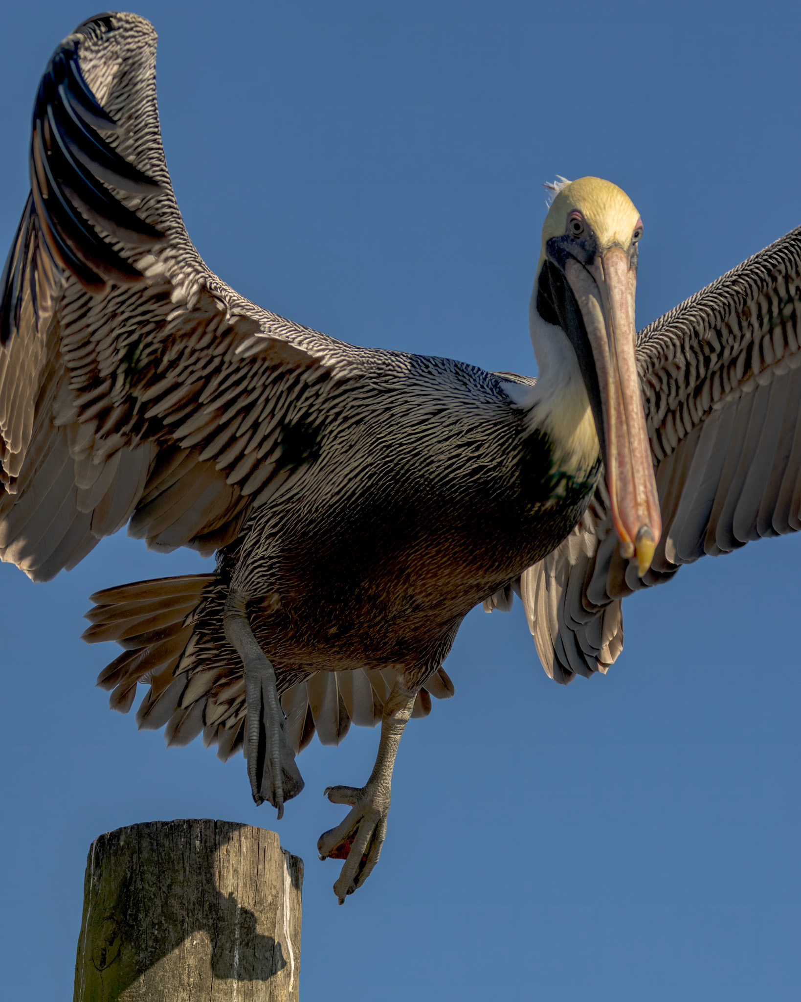 Pelicans 68, Calabash docks