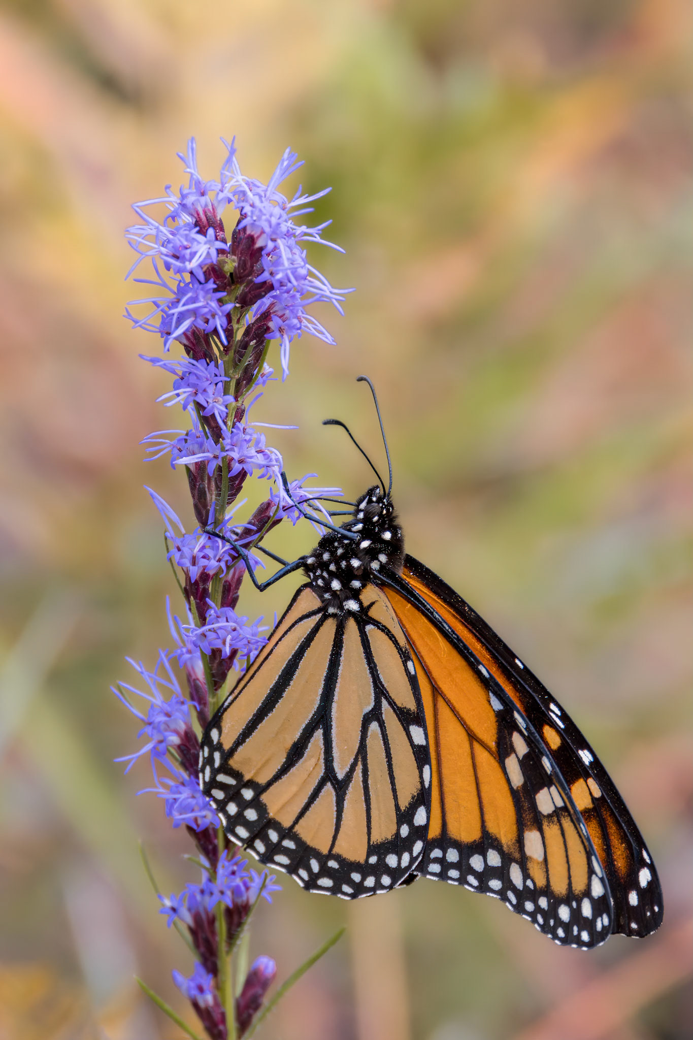 Monarch 8, Green Swamp PReserve