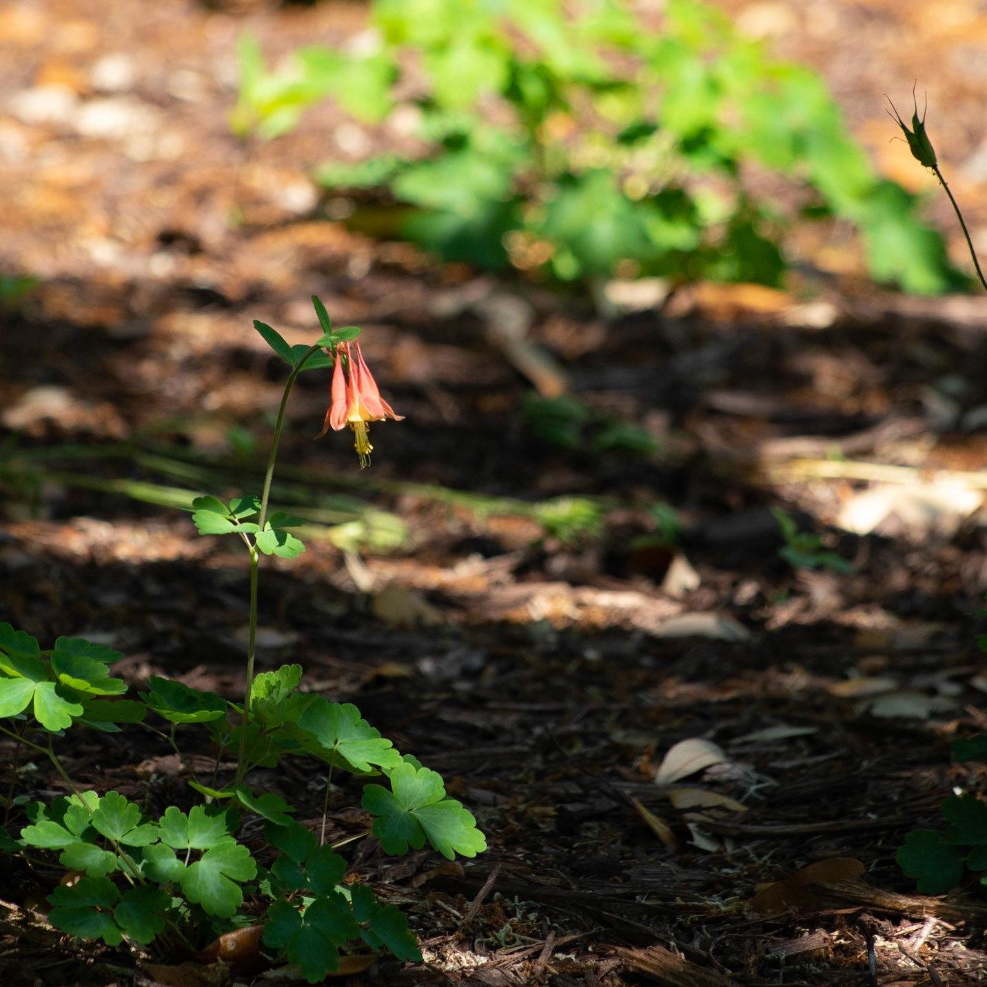 Brookgreen Gardens