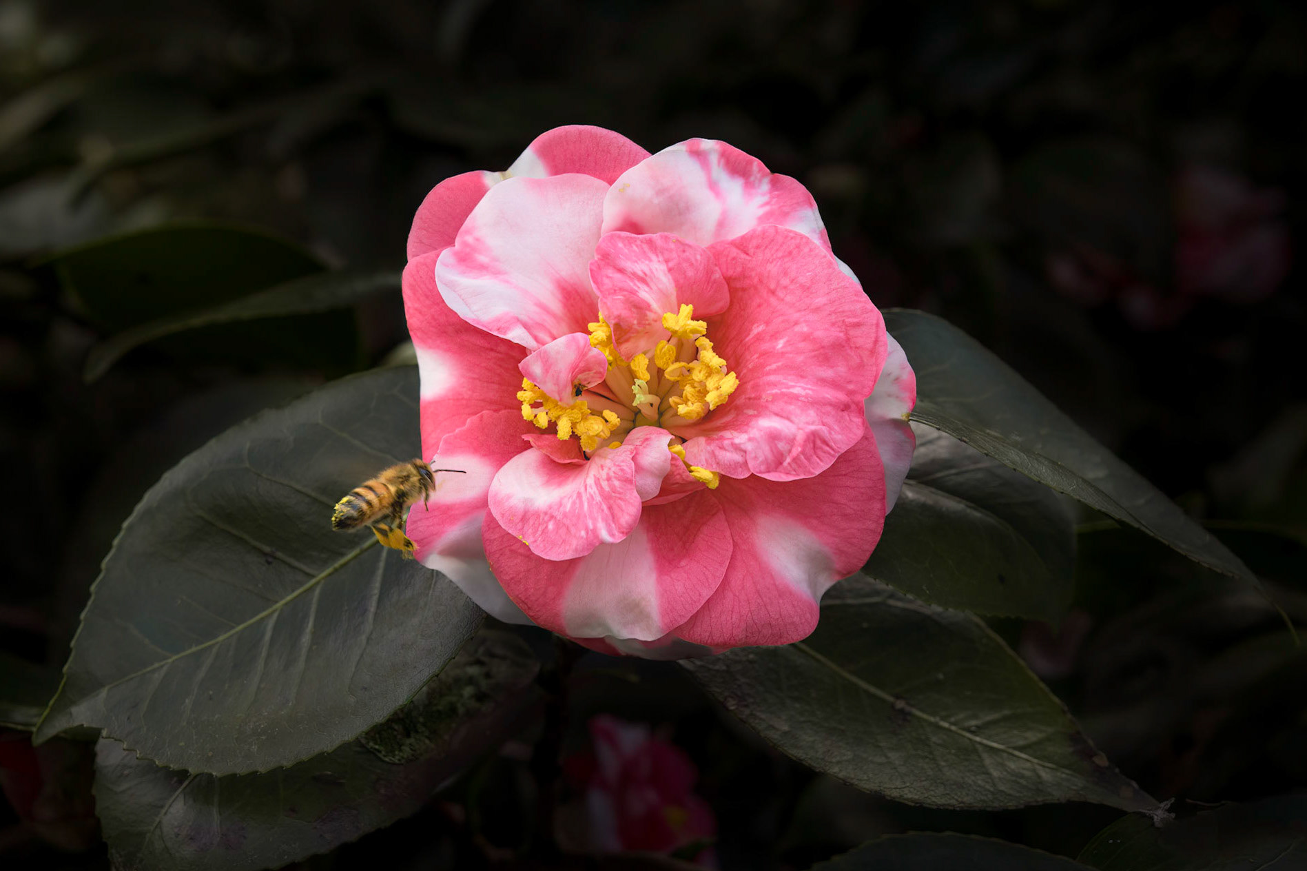 Camellia 2, Airlie Gardens