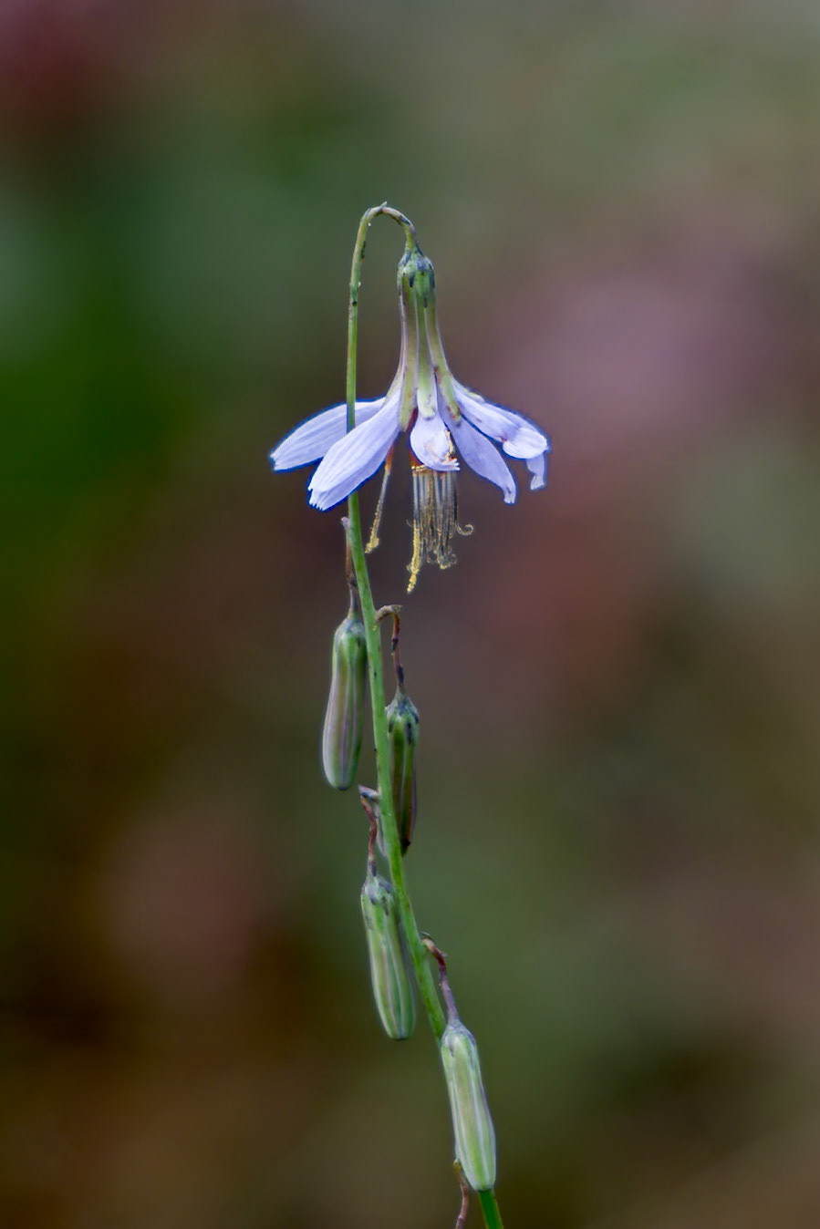 Rattlesnake root 3, Green Swamp Preserve