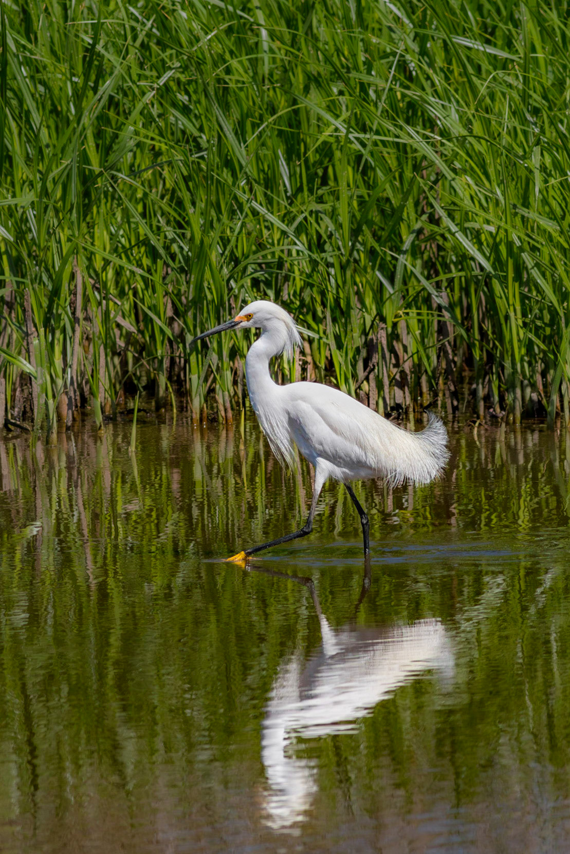Snowy egret 20, Donelly WMA