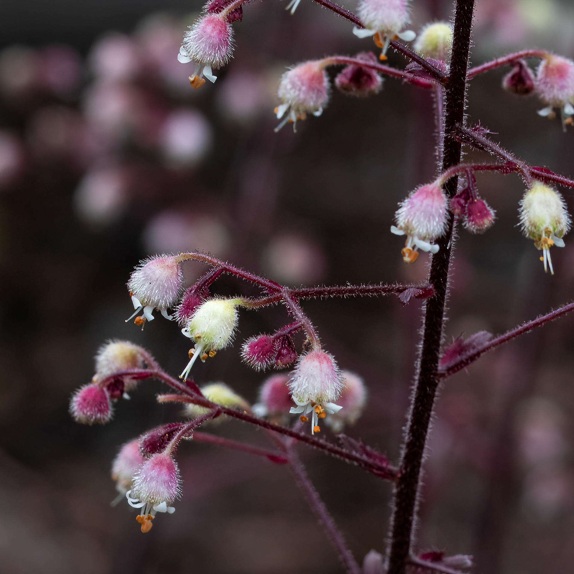 Coral belles 1, Brunswick County Botanicla Gardens