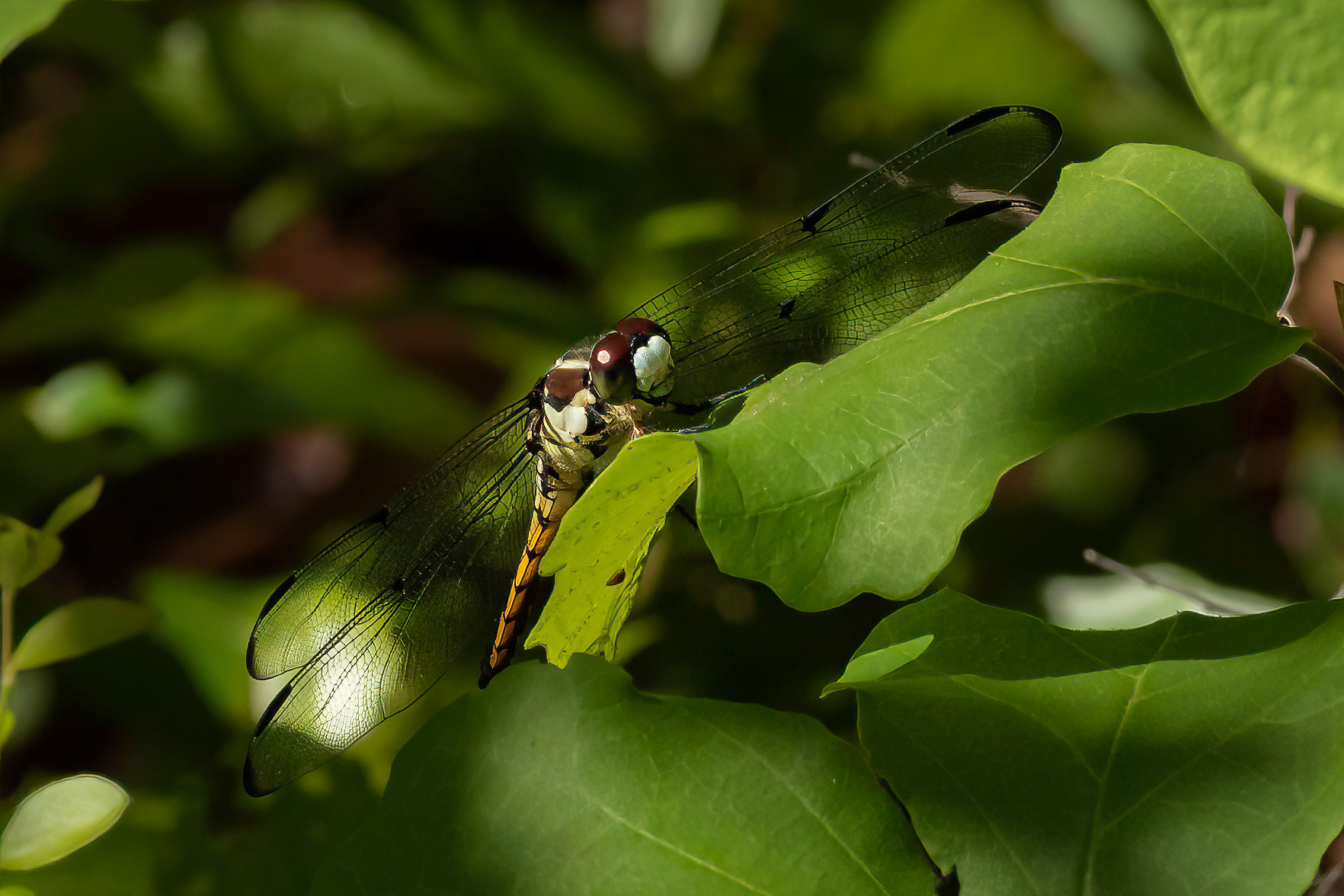 Female or Immature Great Blue Skimmer 2, Ev-Henwood Nature Preserve