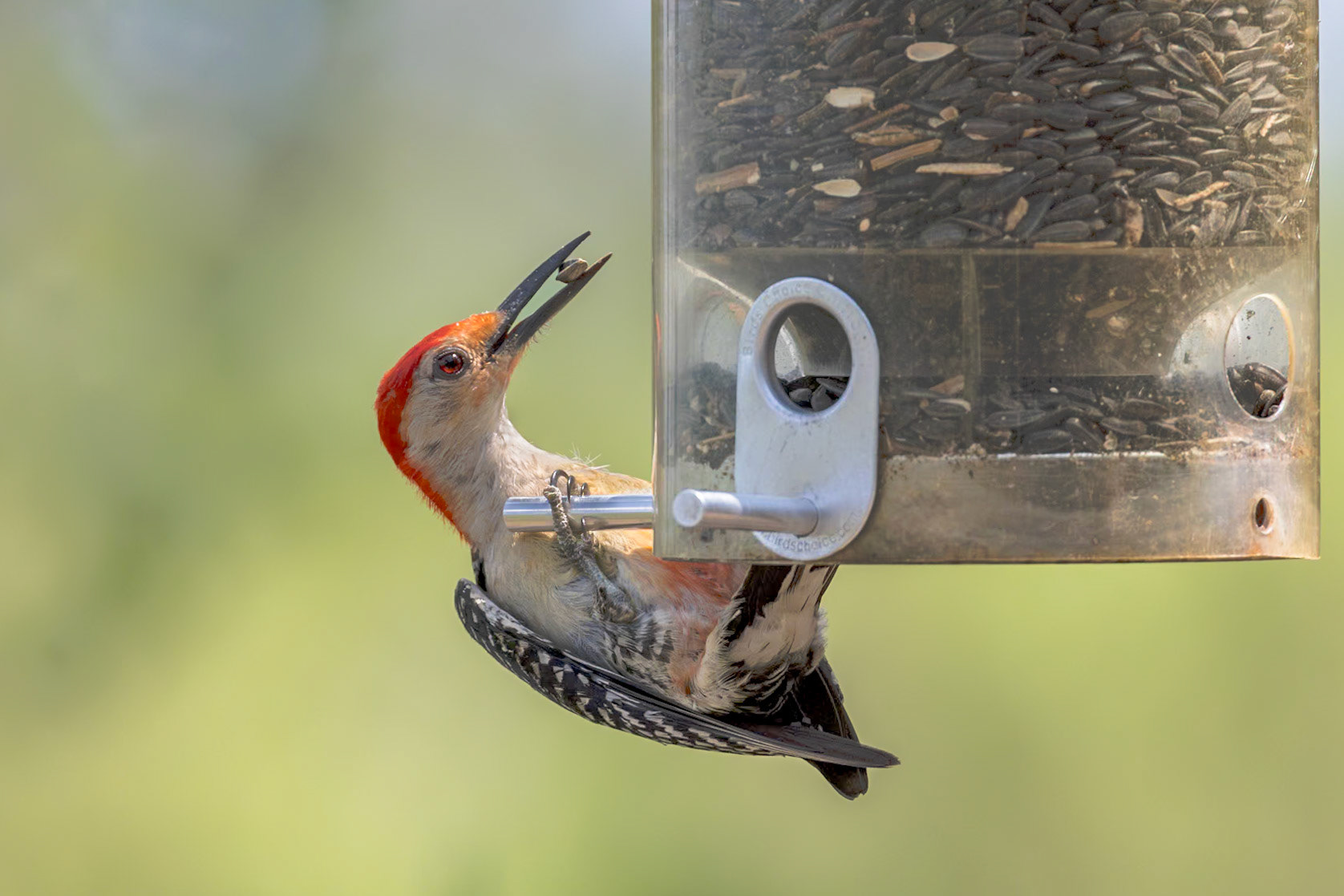 Red bellied woodpecker 4, Huntington Beach State Park, SC