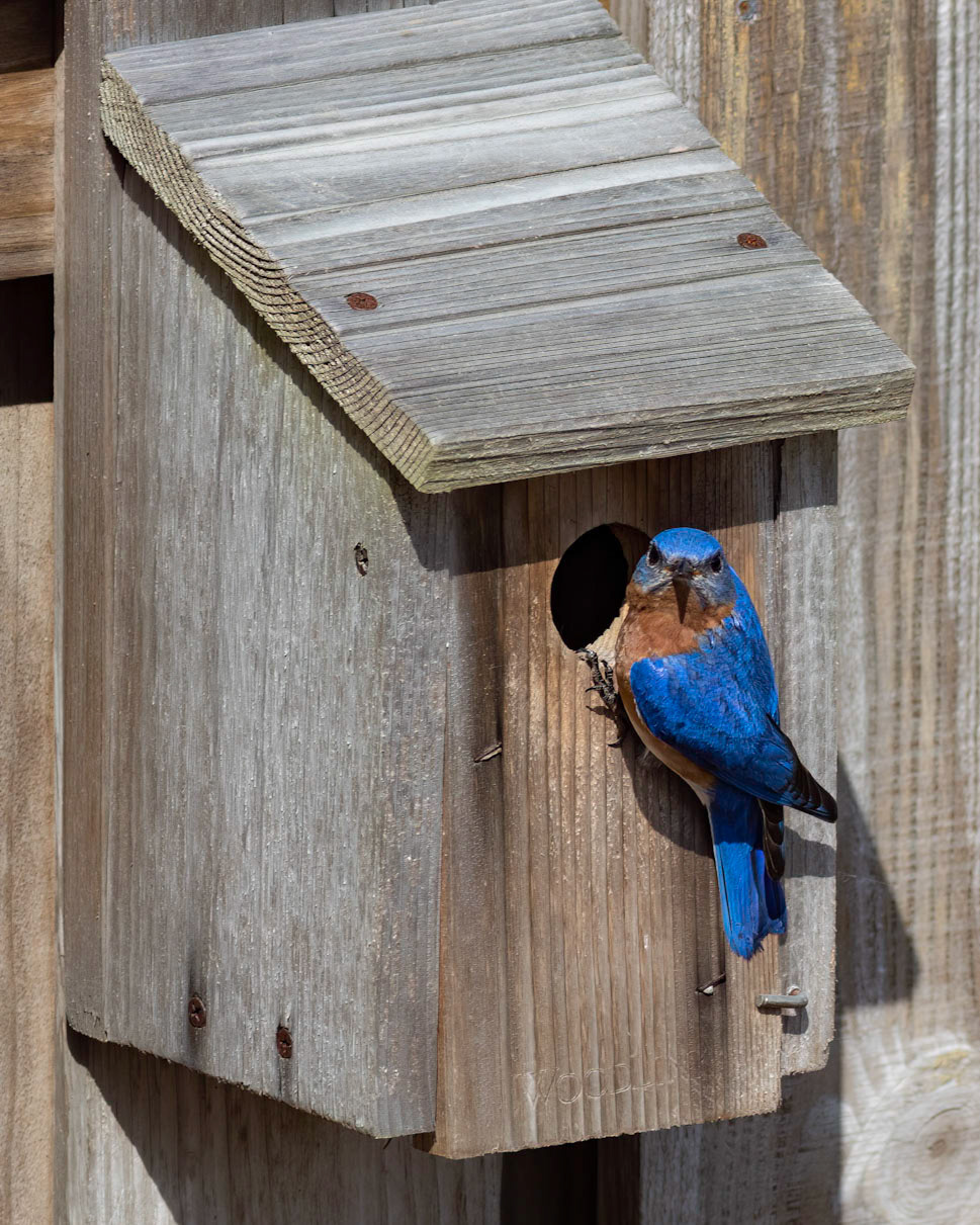 Eastern bluebirds 34, OIB
