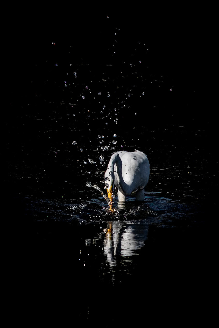 Great Egret 42, Huntinton Beach SC
