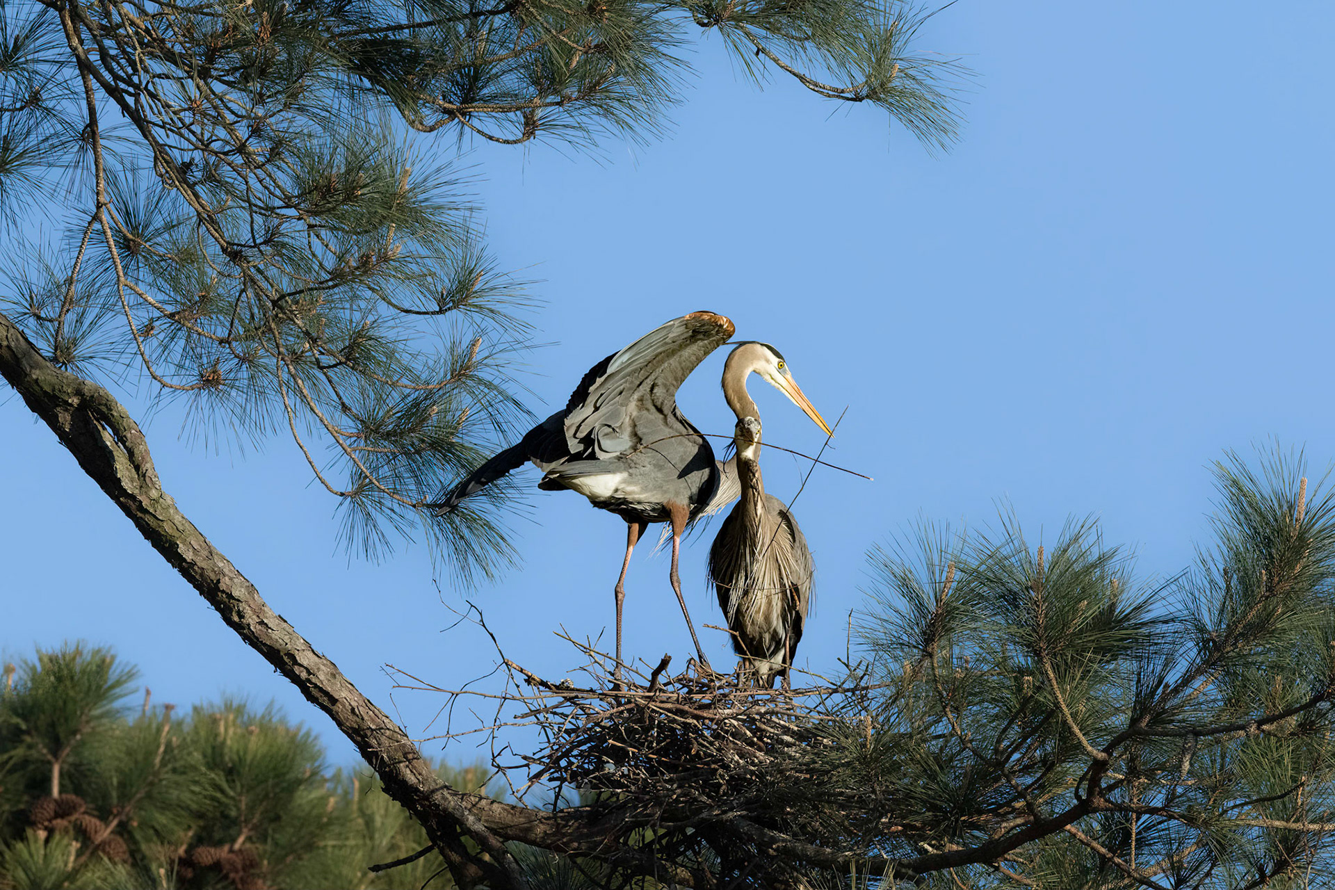 Herons Mating 8, I mean, it's a stick...