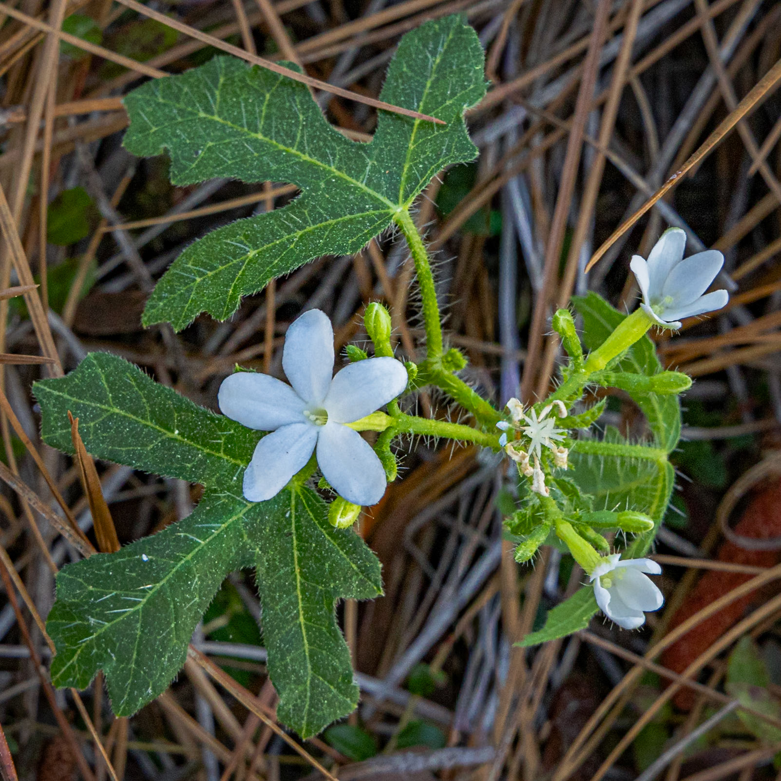 Spurge nettle 2, Green Swamp Preserve