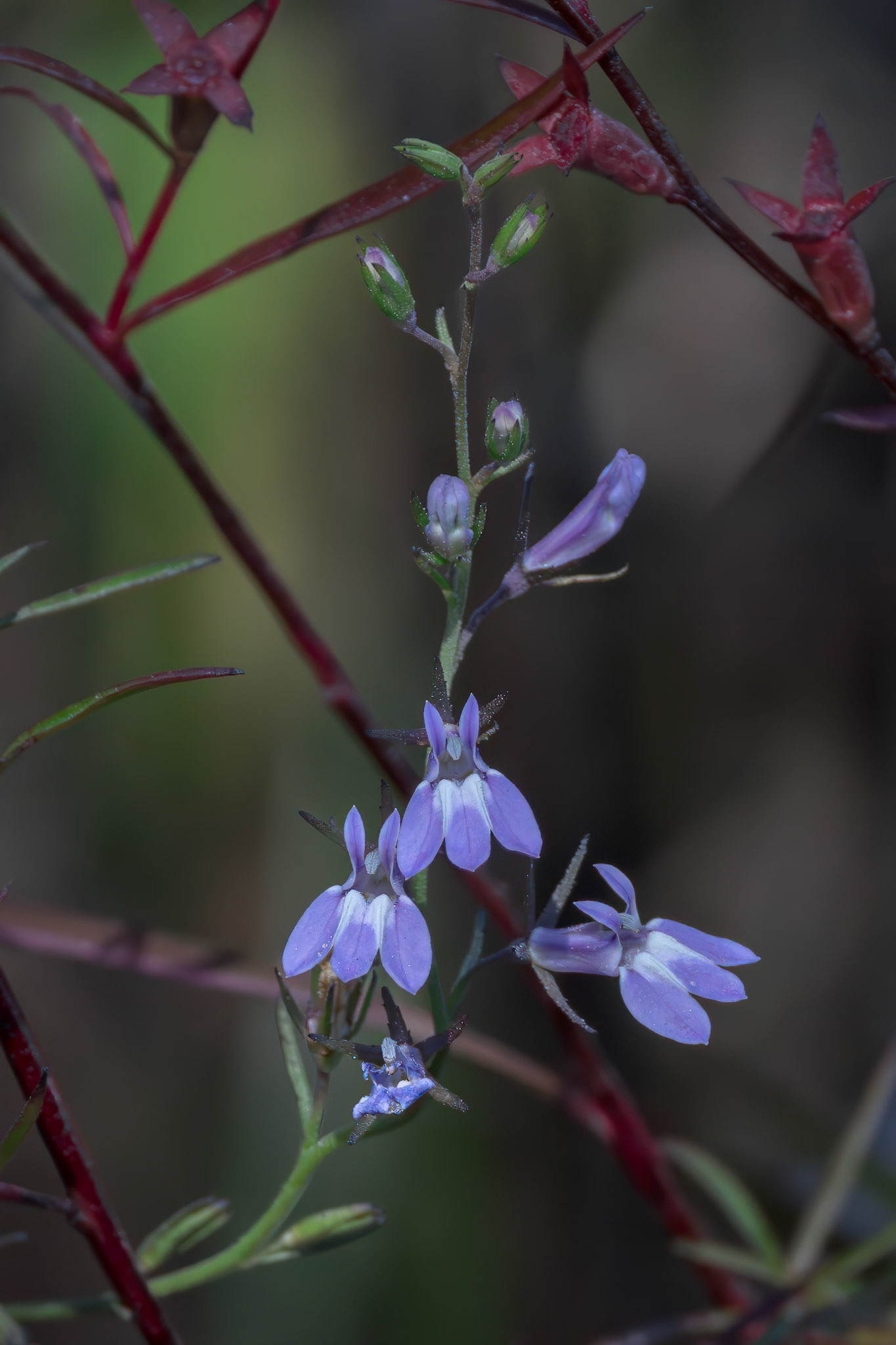 Lobelia 1, Green swamp area