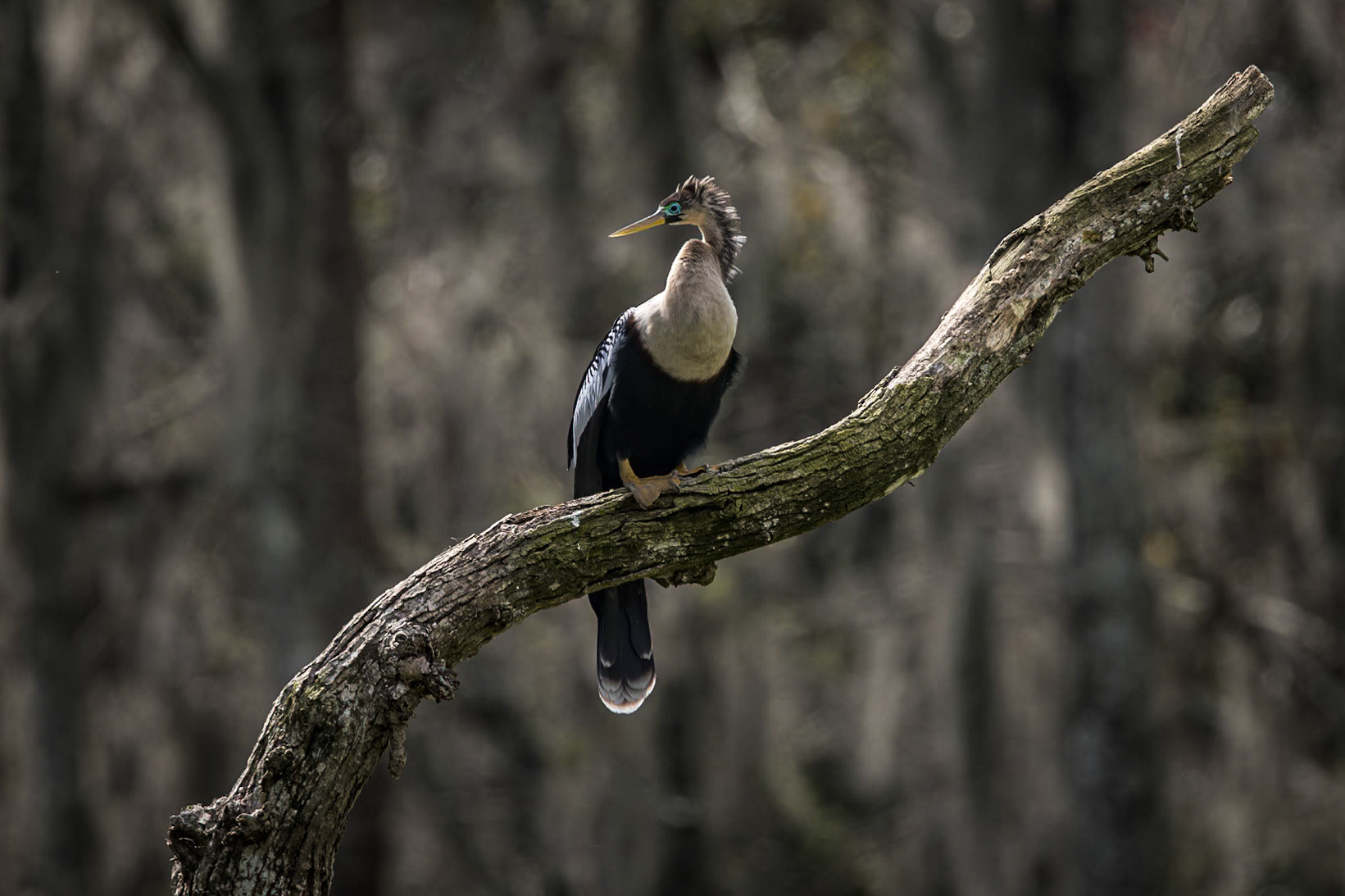 Anhinga 27, Magnolia Plantation Audubon Swamp Garden
