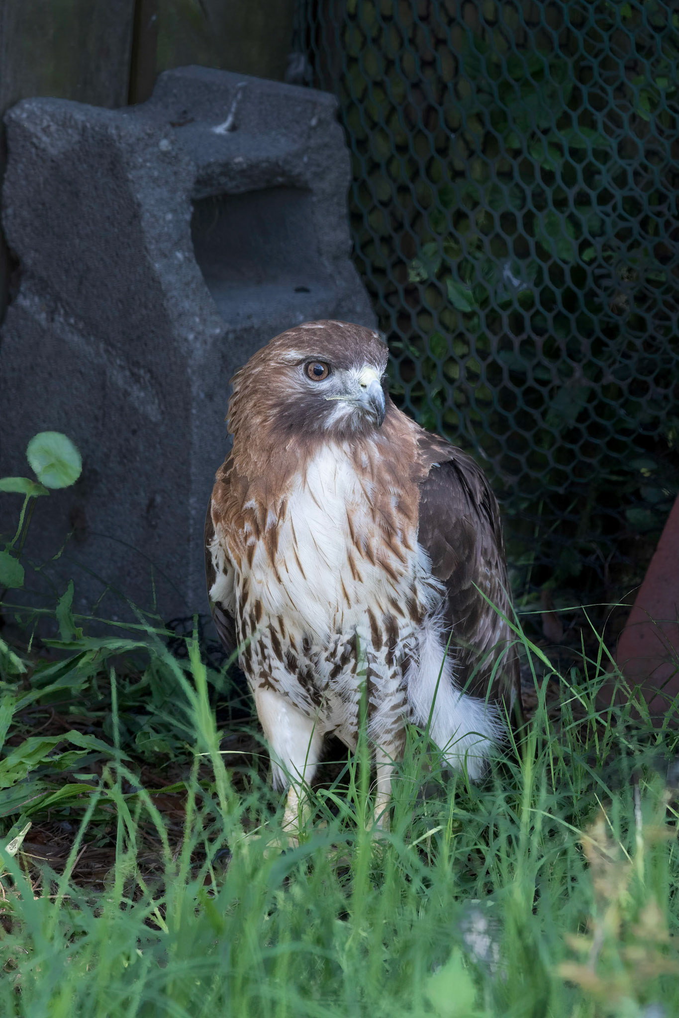 Red tailed hawk 3, Sea Biscuit Wildlife Shelter