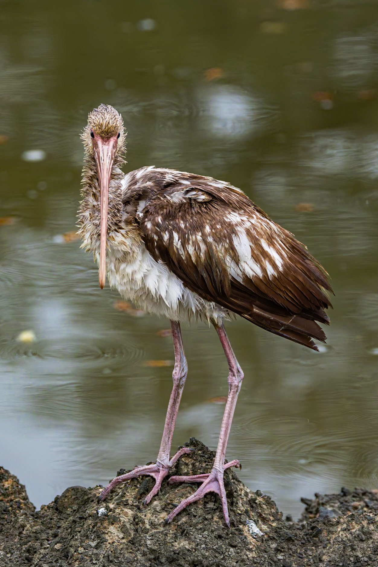 White ibis - immature 13, Magnolia Cemetery