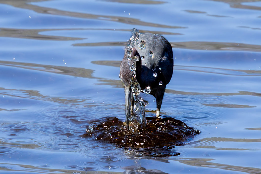 Little Blue Heron 28, Huntington Beach State Park, SC