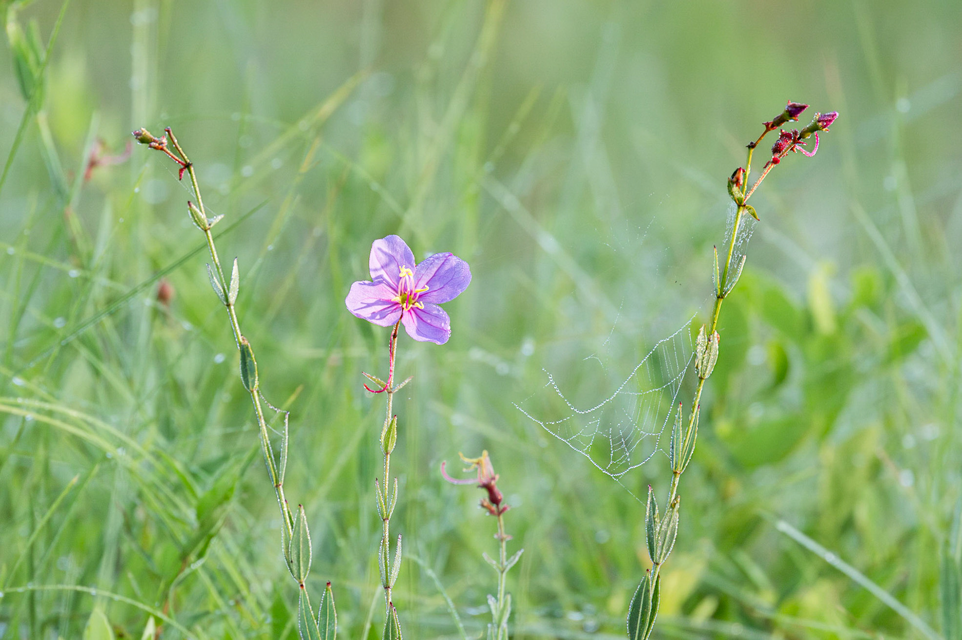 Savannah meadowbeauty 3, Green Swamp area