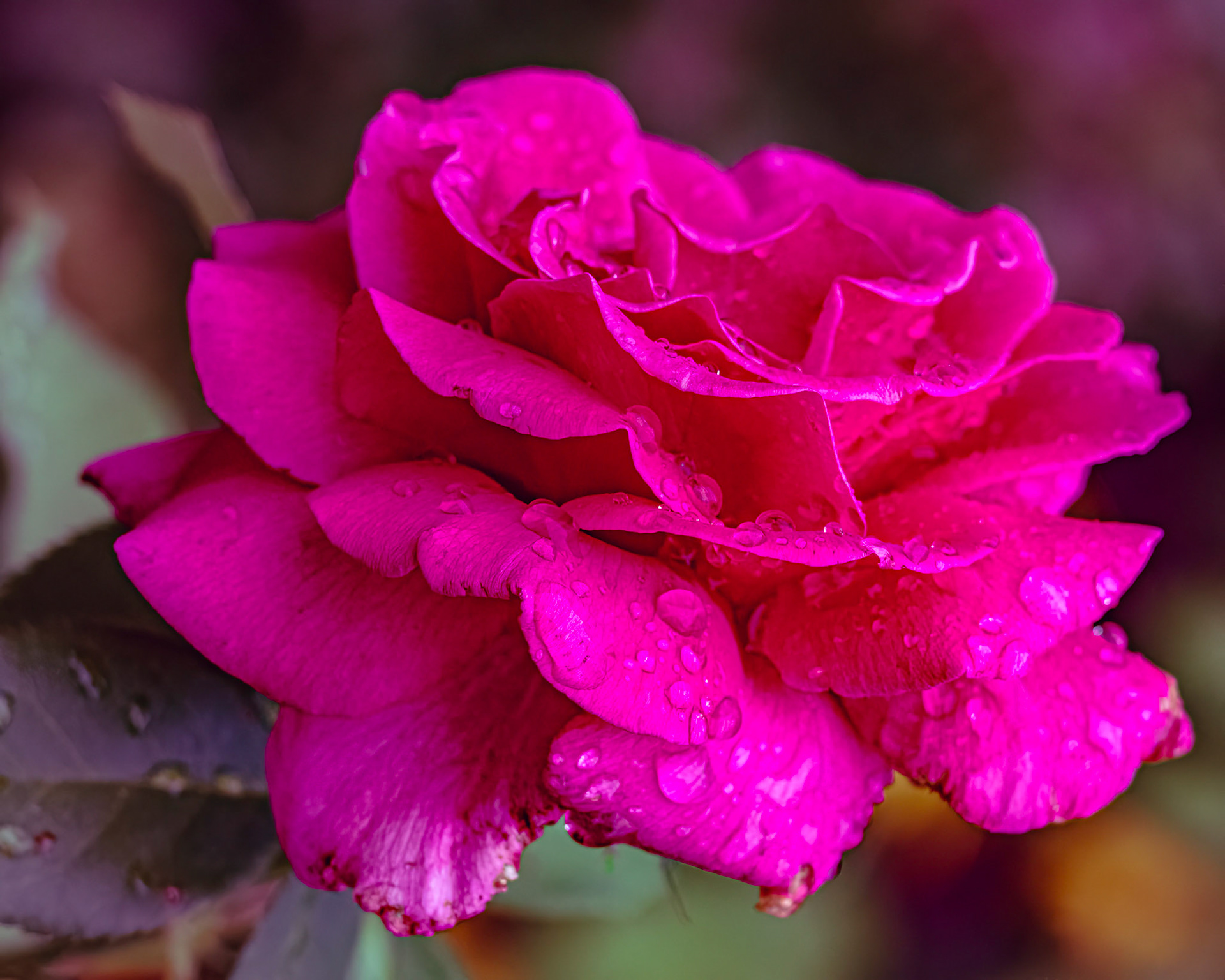 Rose 1, Brunswick County Botanical Gardens