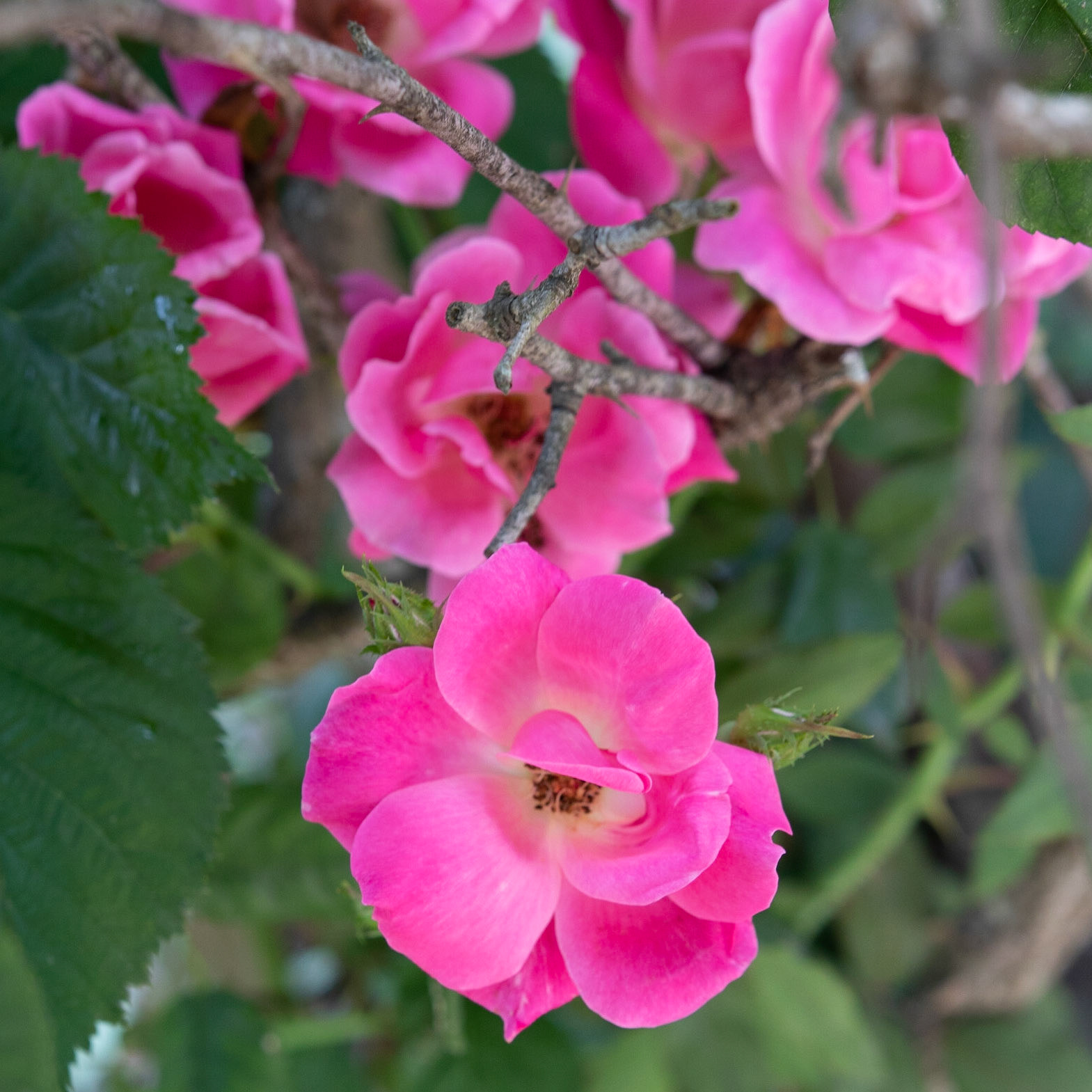 Fearrington Village, NC 3