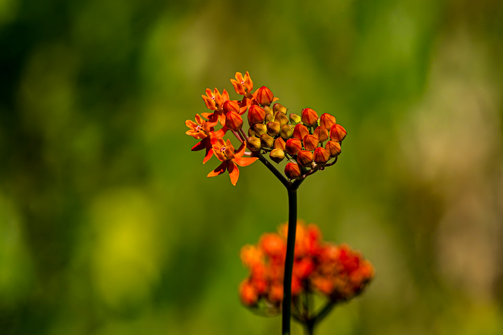Few flowered milkweed 1, Greater Green Swamp area